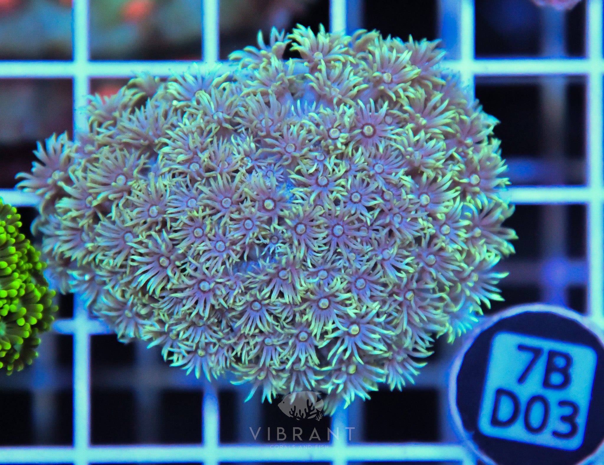 Goniopora  WAUS