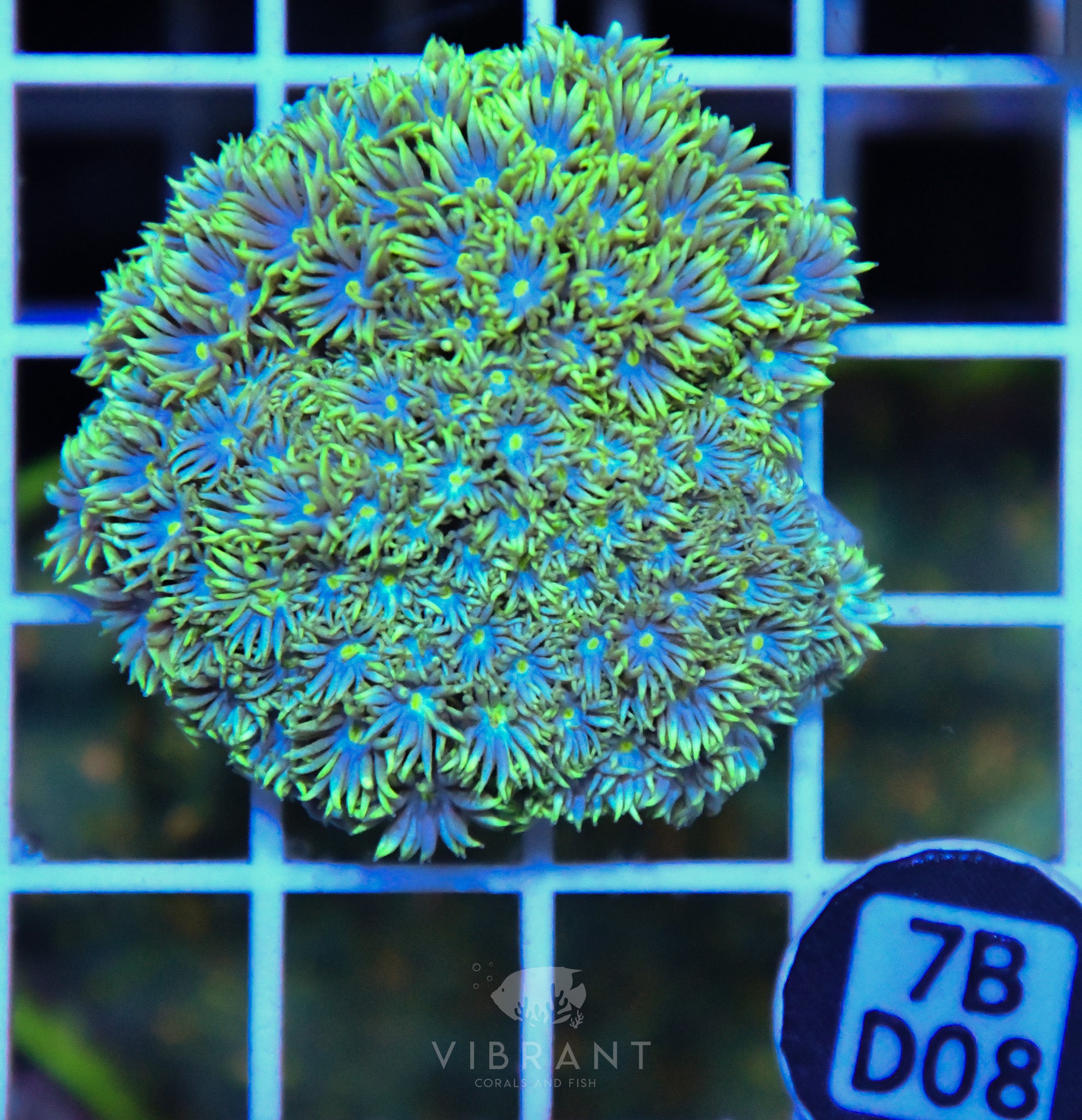 Goniopora  WAUS