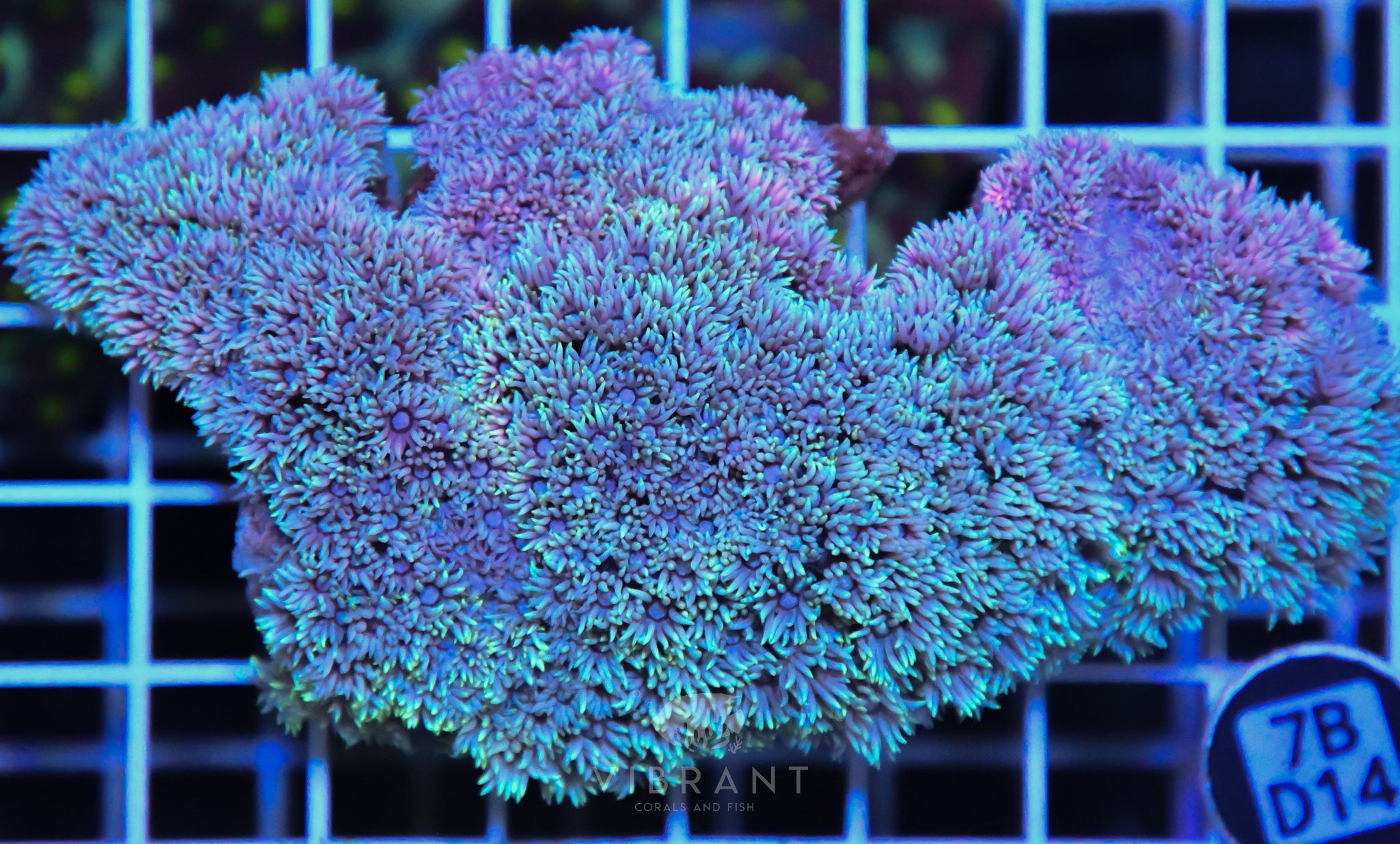 Goniopora  WAUS
