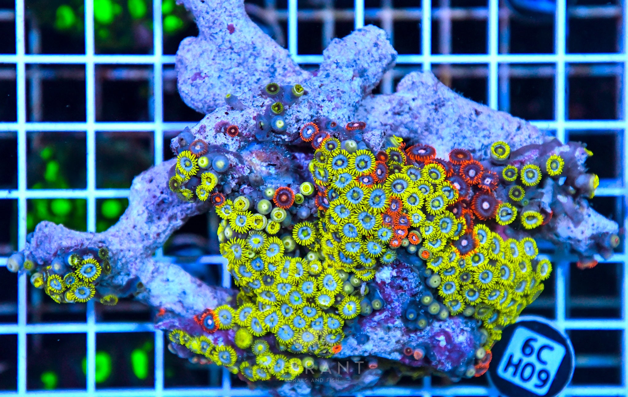 Zoa Ultra SOL