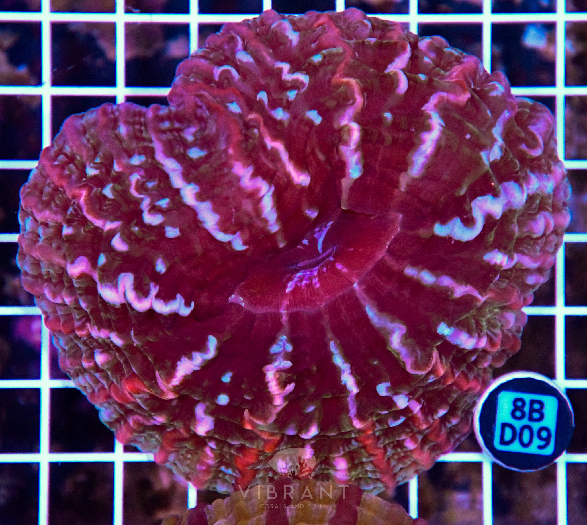 Indophyllia INDO W