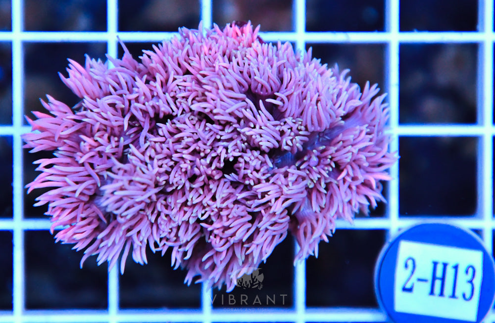 Goniopora AUS