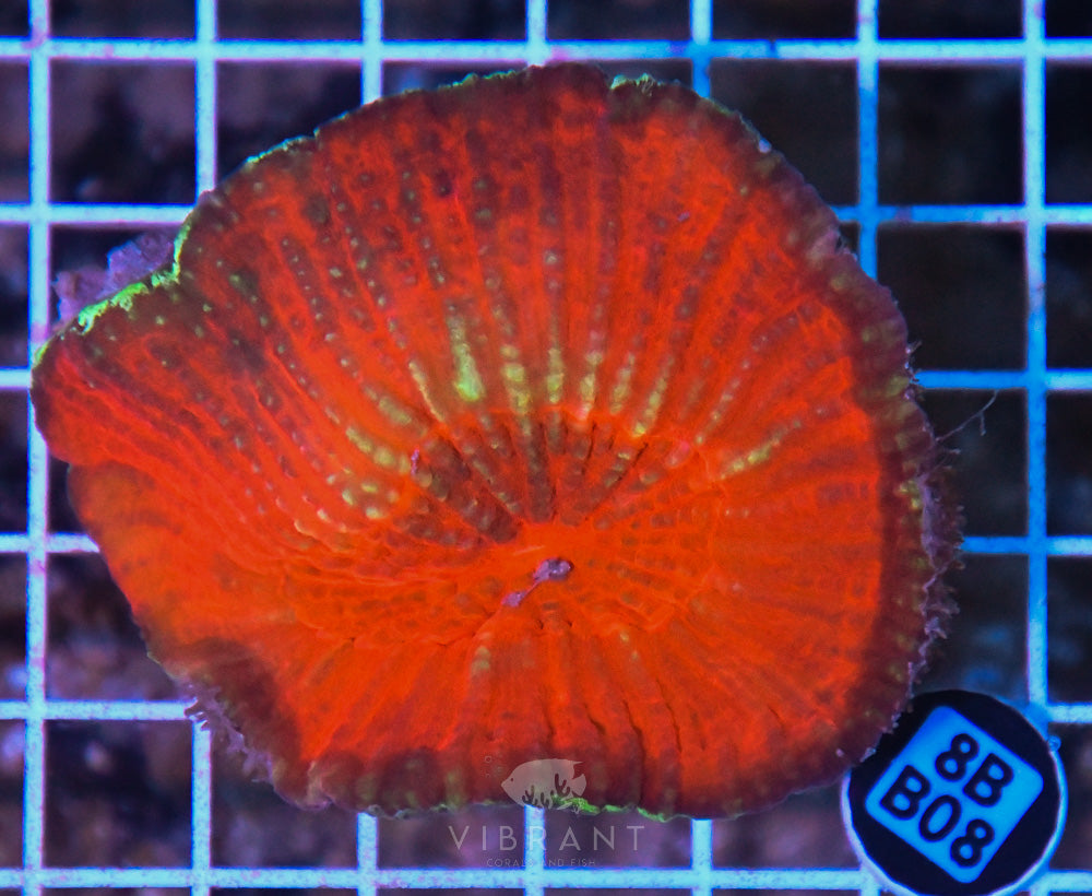 Scoly Vitensis Ultra SOL