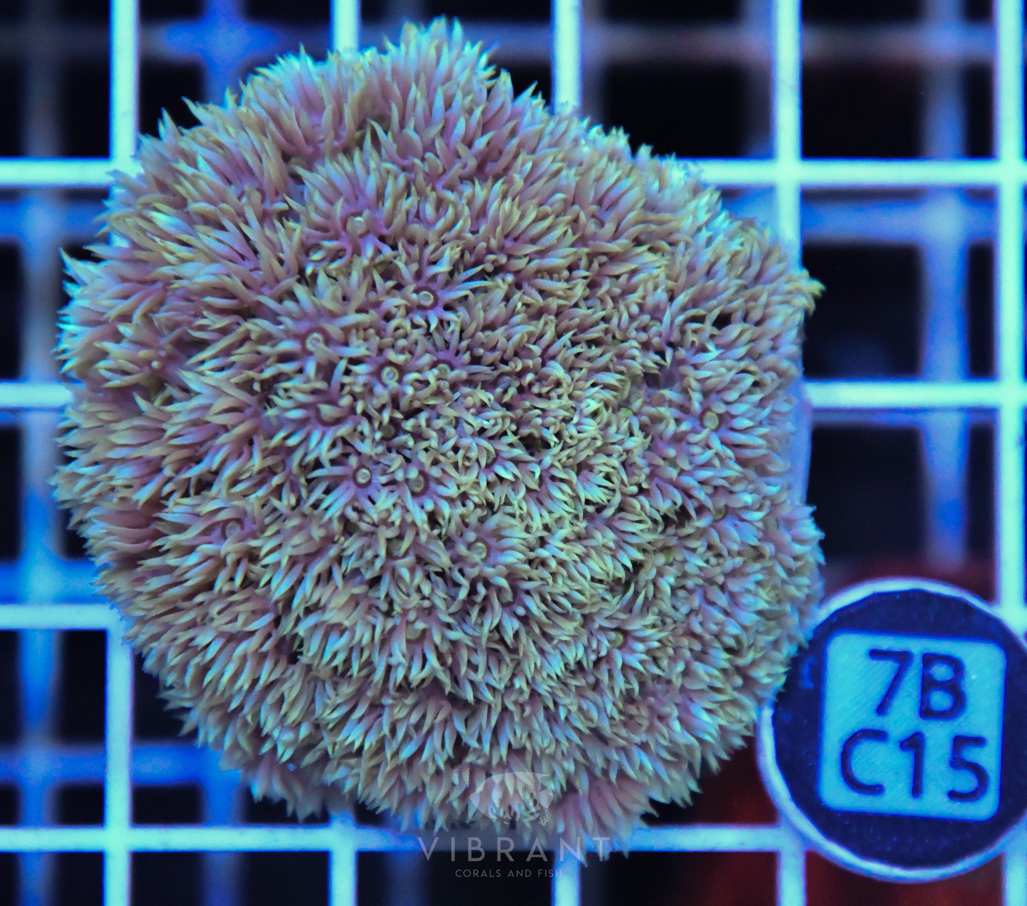 Goniopora  WAUS