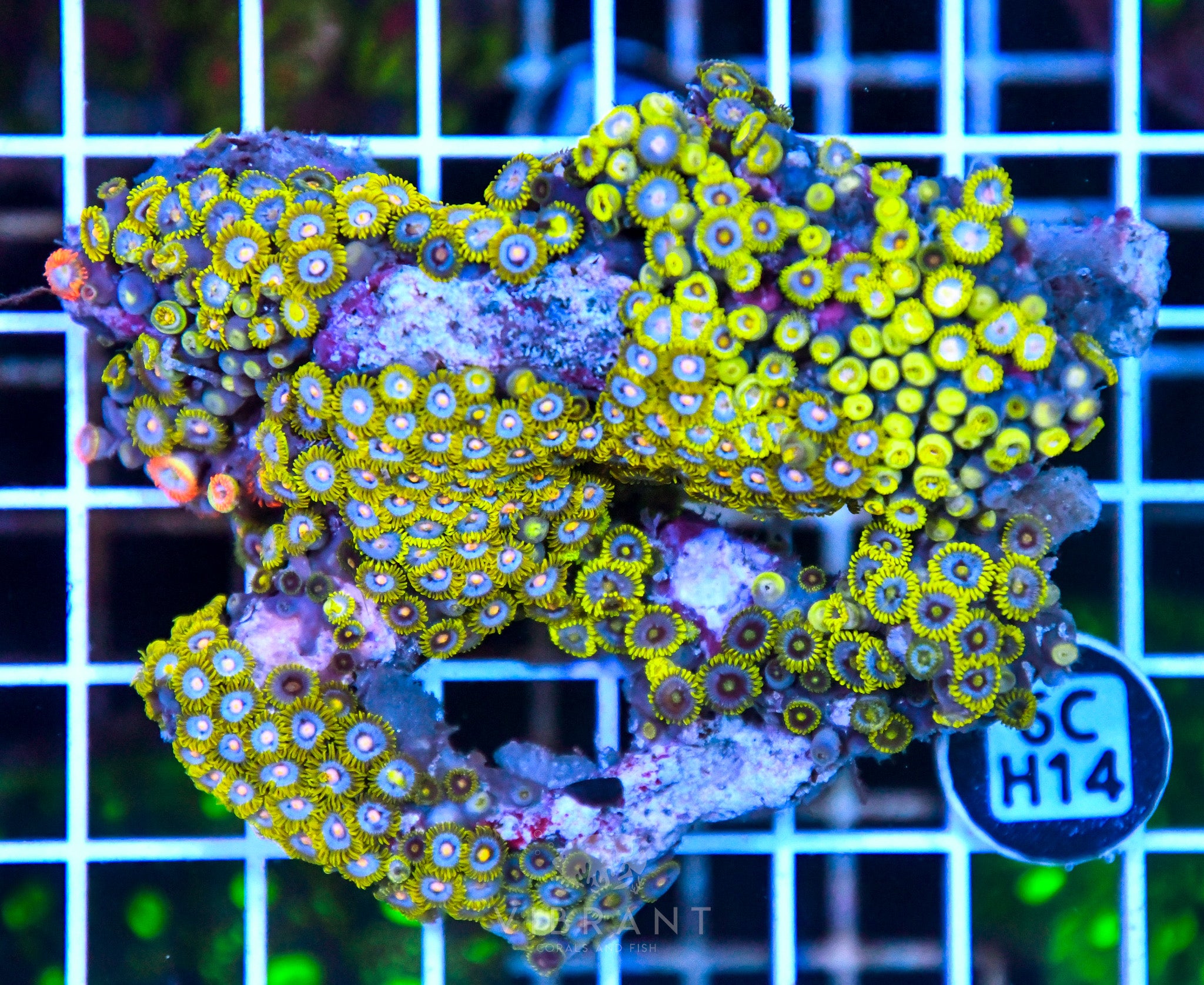 Zoa Ultra SOL