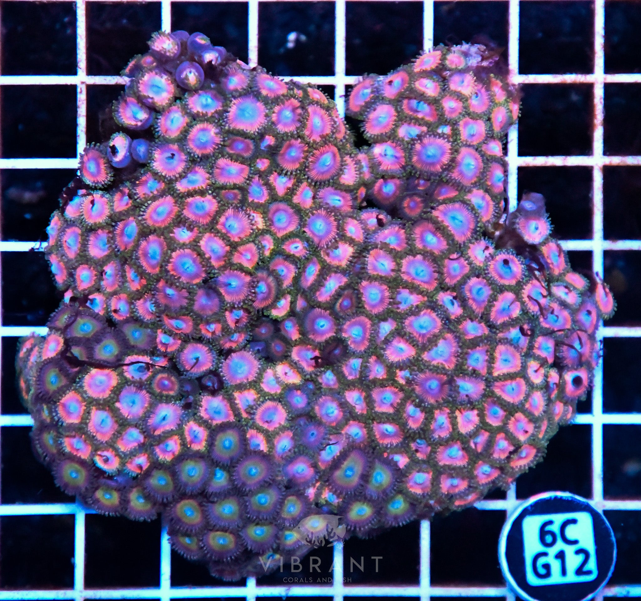 Zoa INDO W