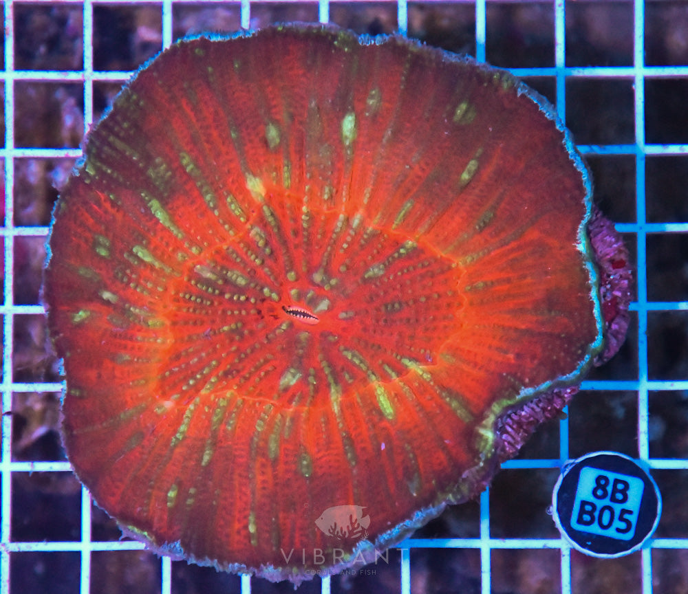 Scoly Vitensis Ultra SOL