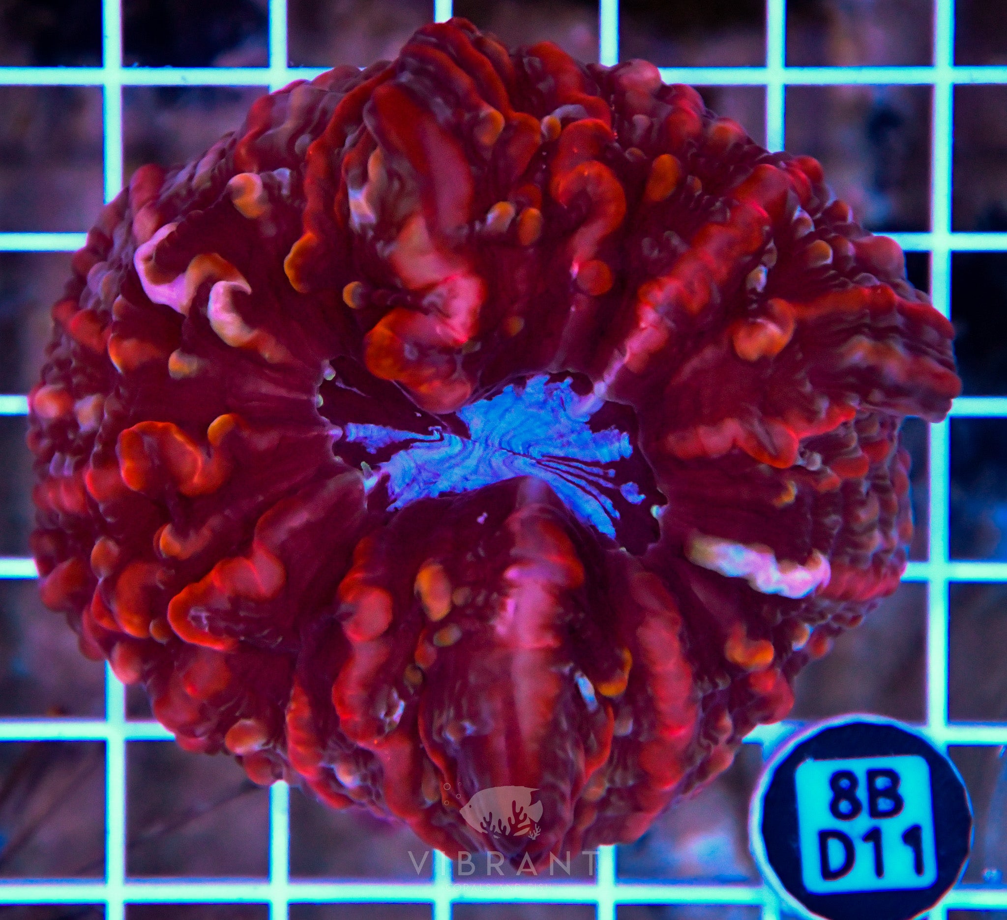 Indophyllia INDO W