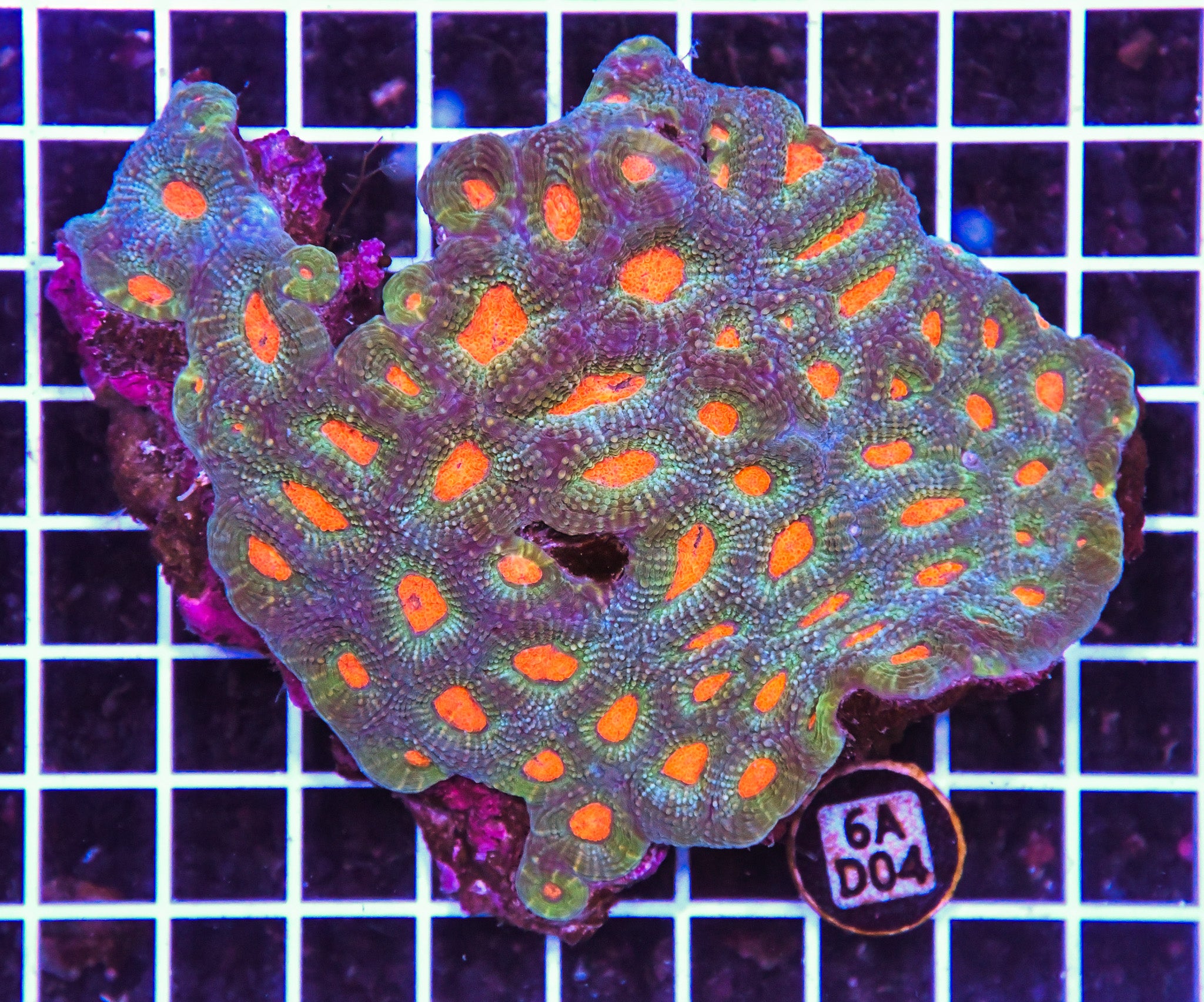 Acan Echinata AUS
