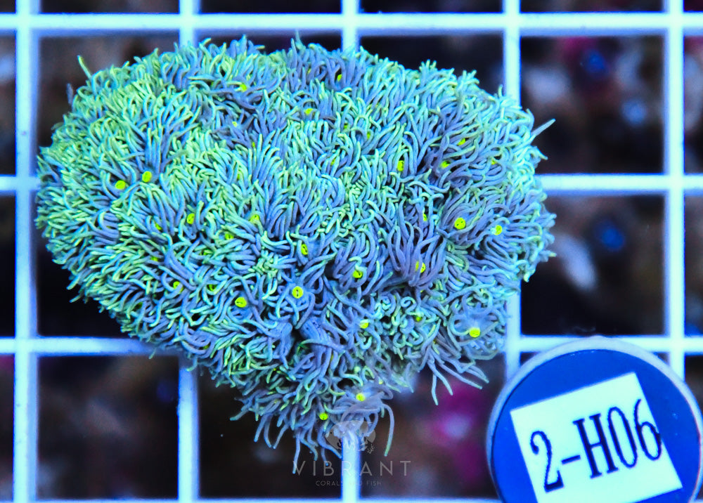 Goniopora AUS