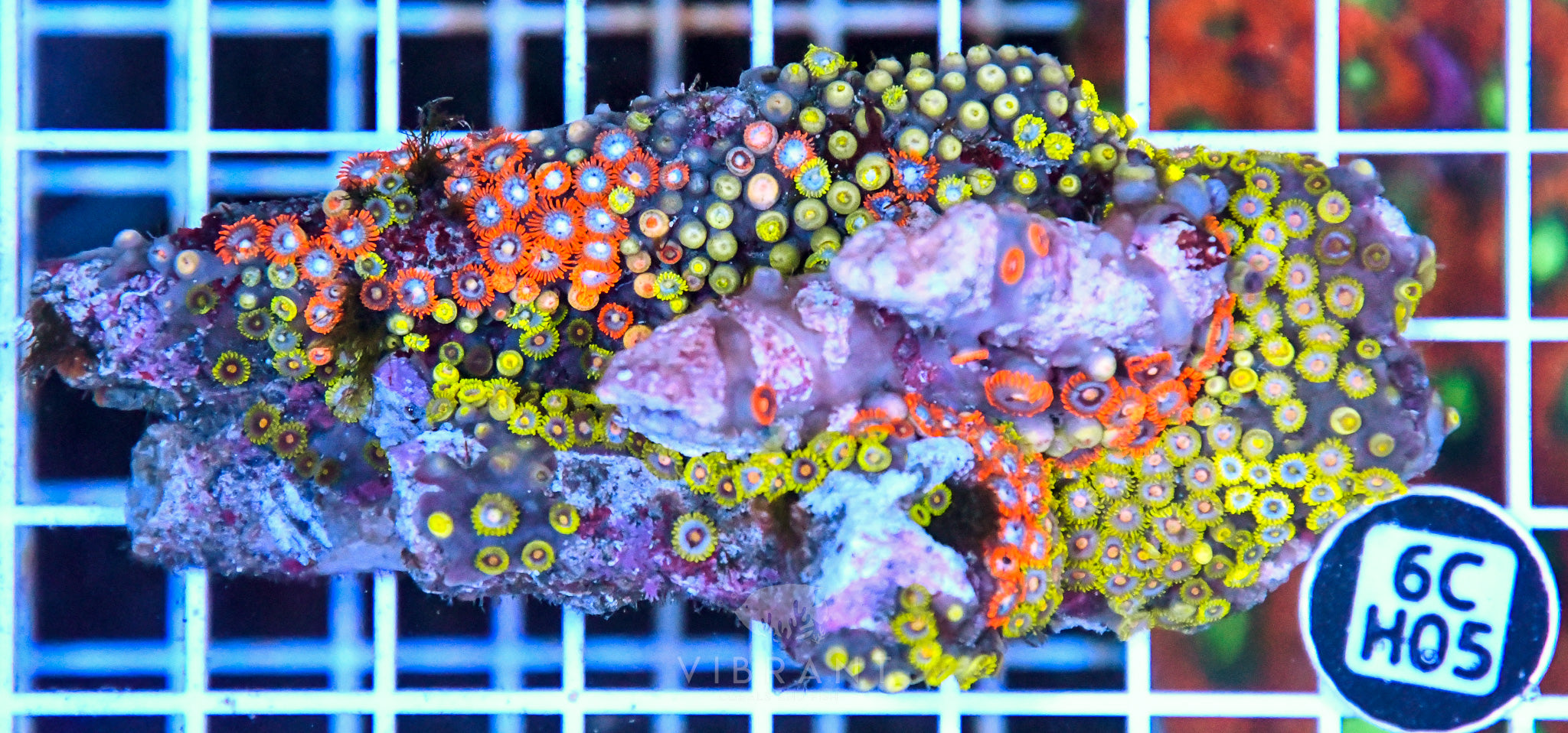 Zoa Ultra SOL