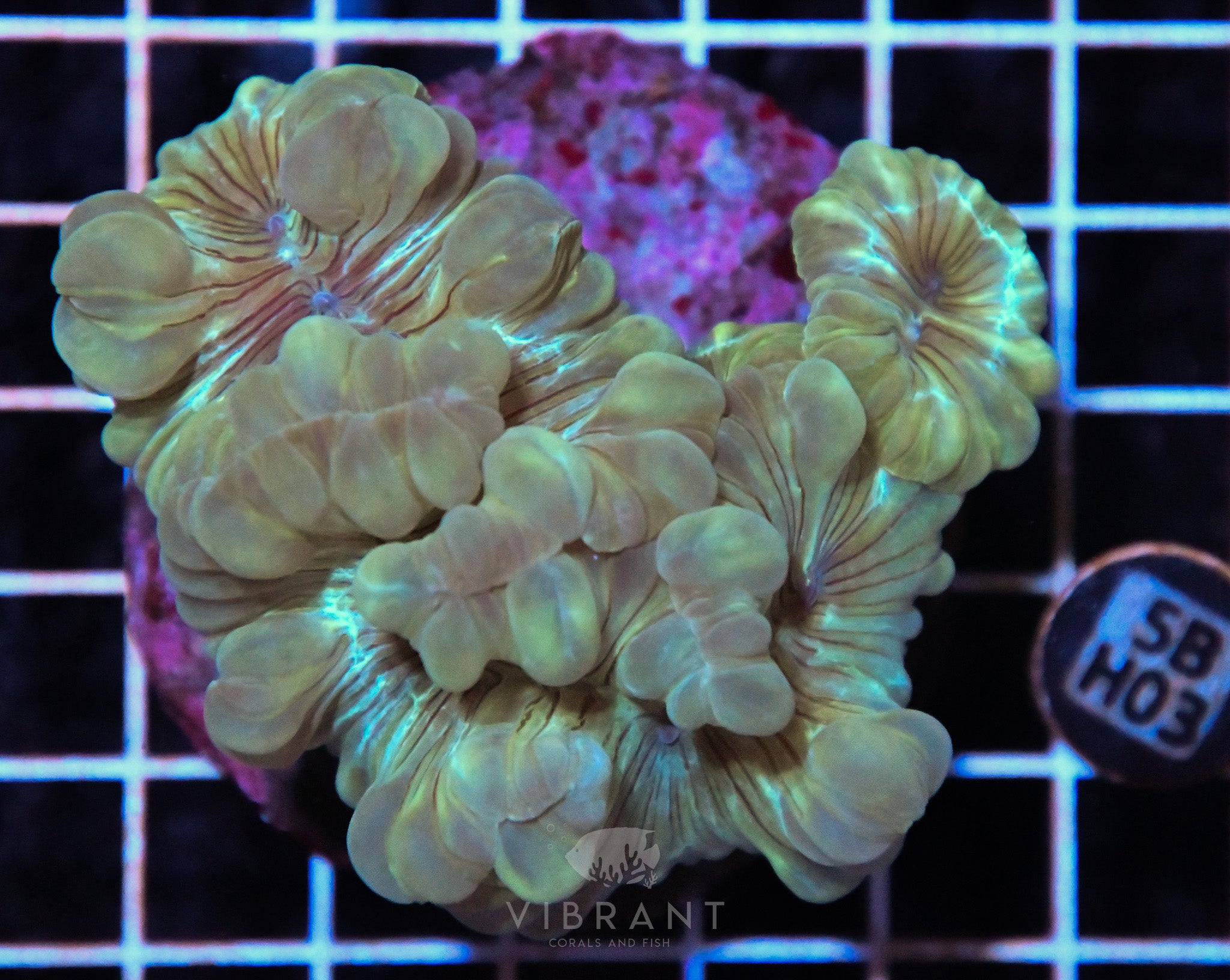 Fox Coral INDO