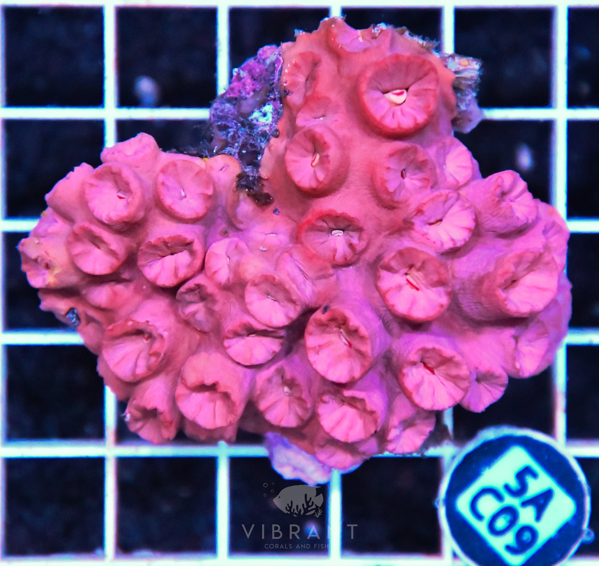 Sun Coral SOL
