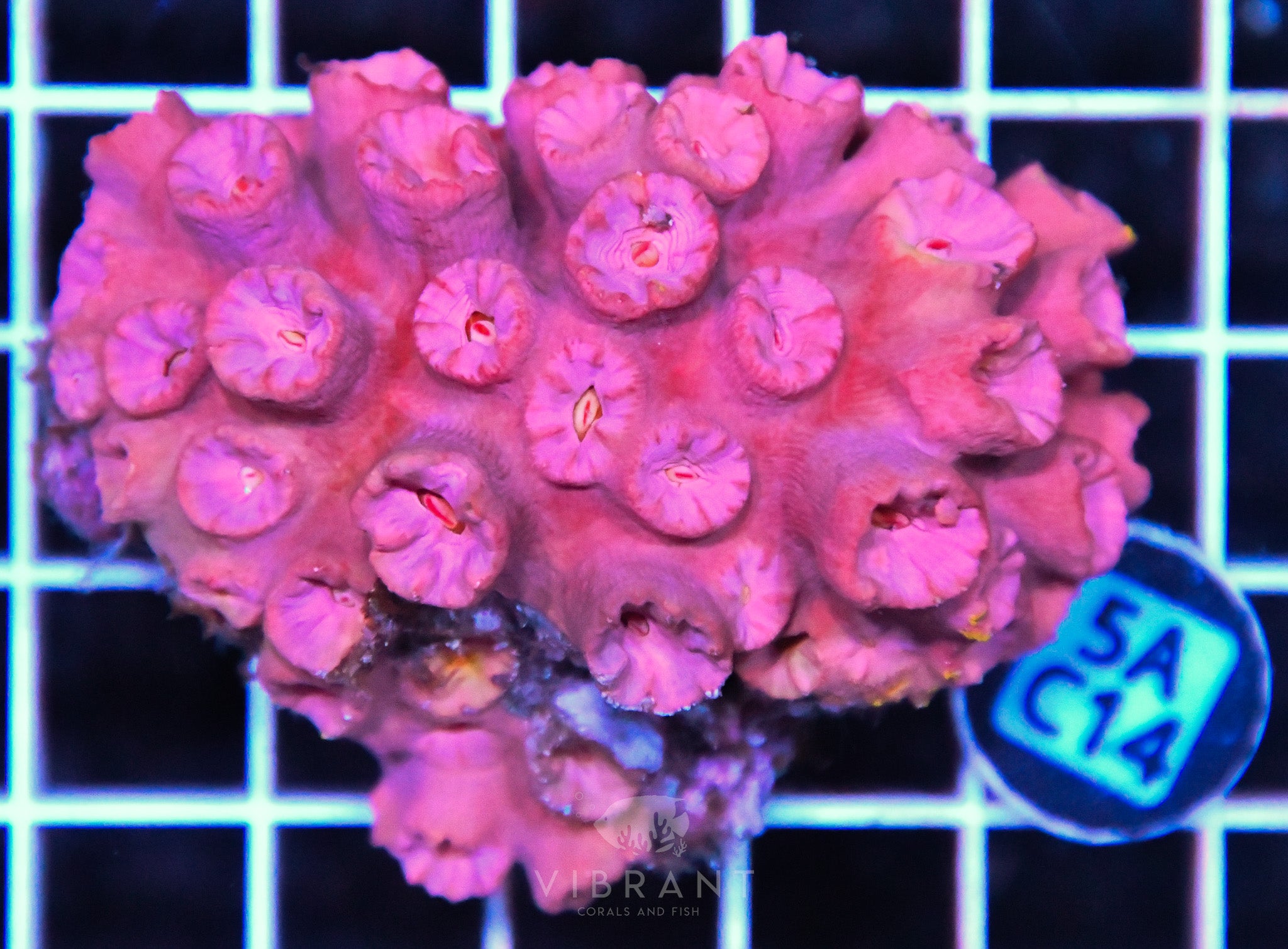 Sun Coral SOL