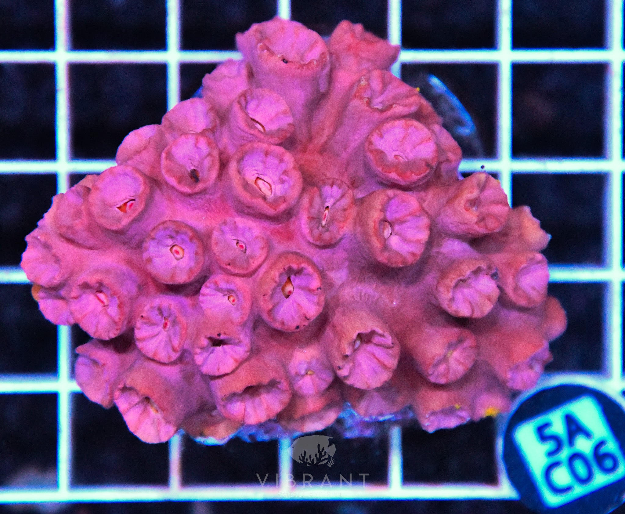Sun Coral SOL