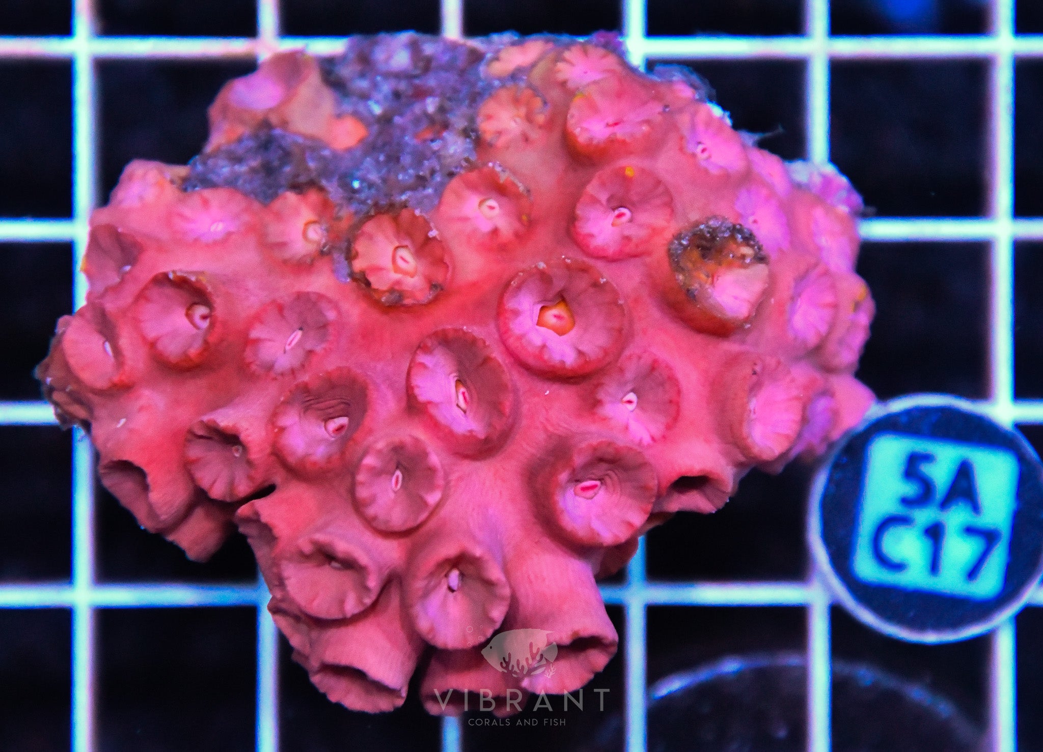 Sun Coral SOL