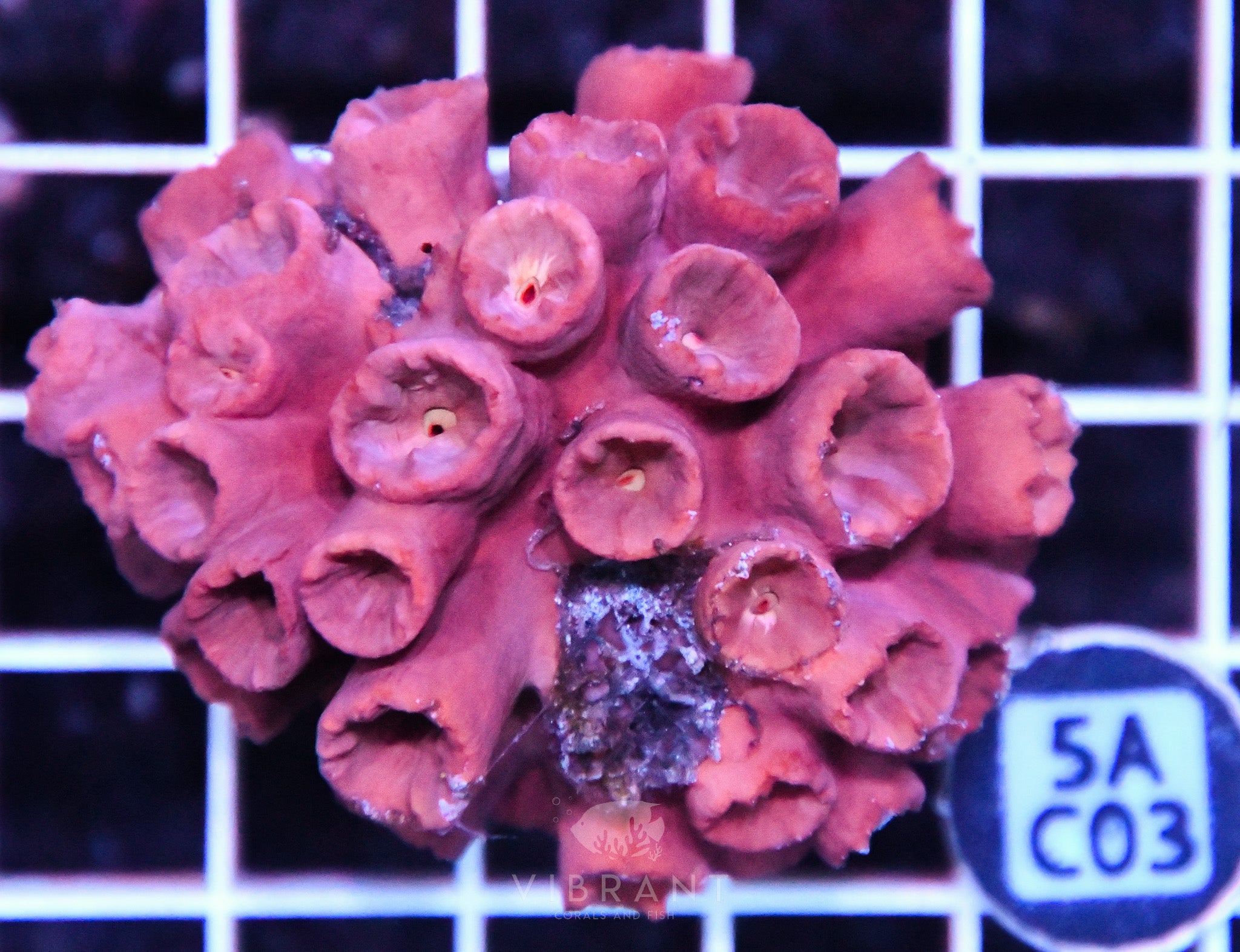 Sun Coral SOL