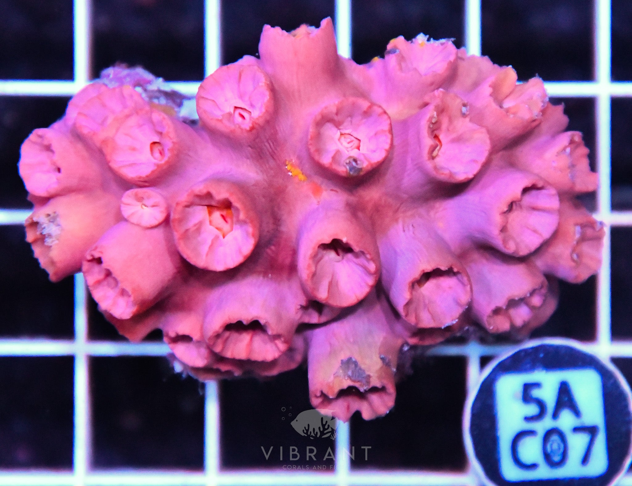 Sun Coral SOL