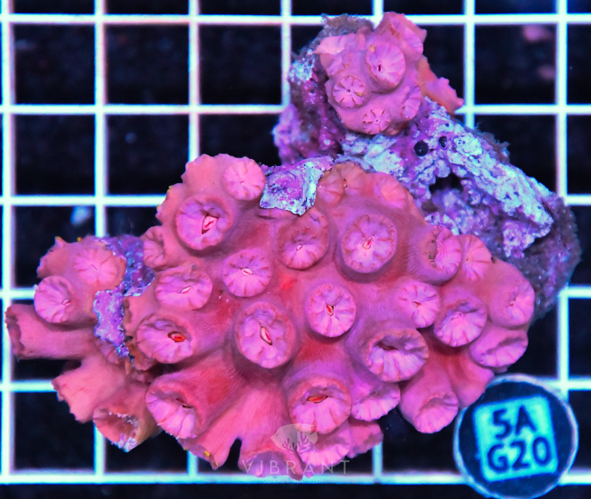 Sun Coral SOL