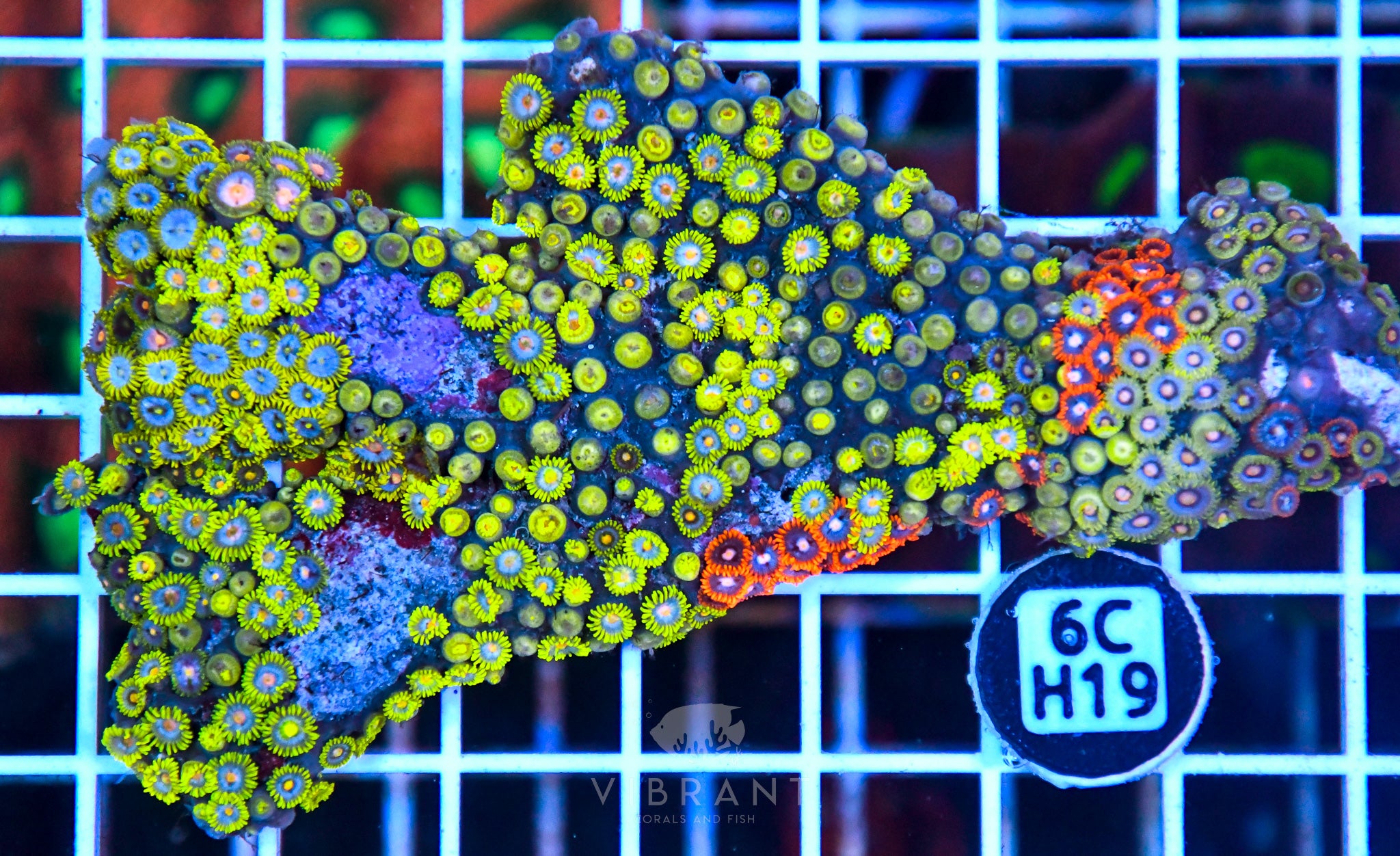 Zoa Ultra SOL