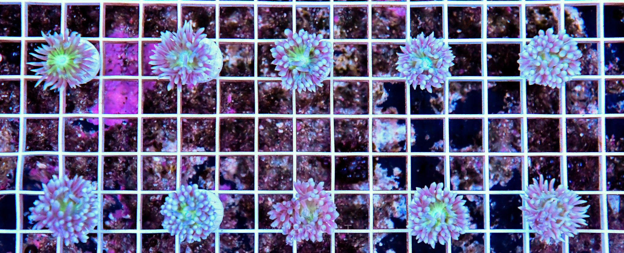 Frag Duncan AUS 10pp pk SAMPLE