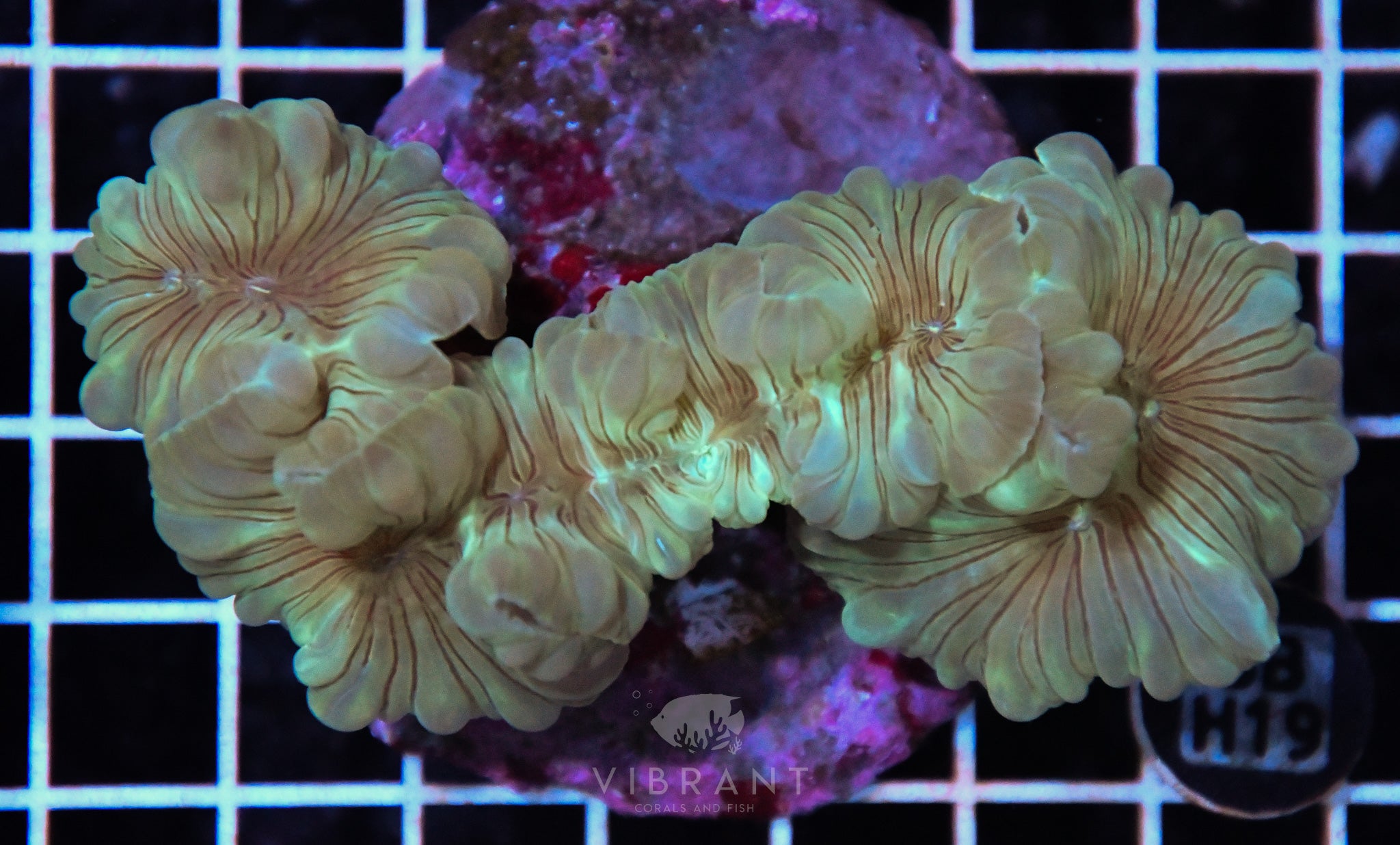 Fox Coral INDO