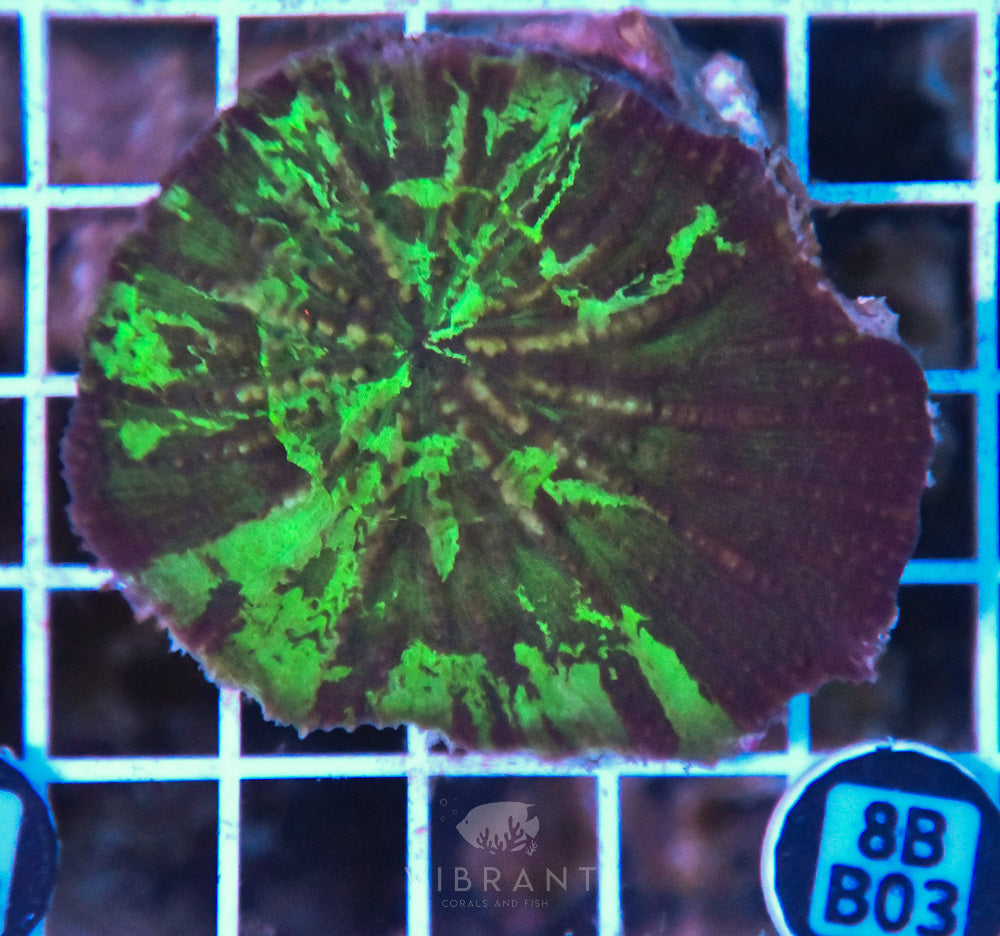 Scoly Vitensis Ultra SOL