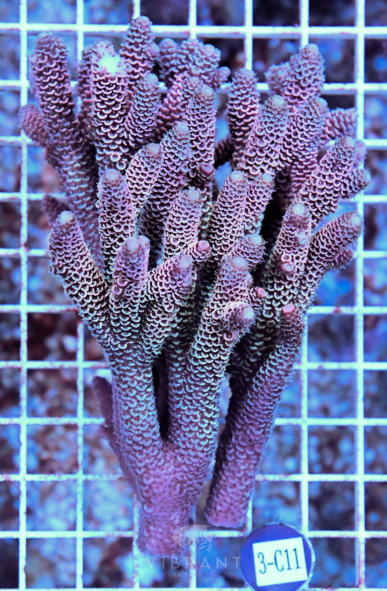 Acro Ultra SOL