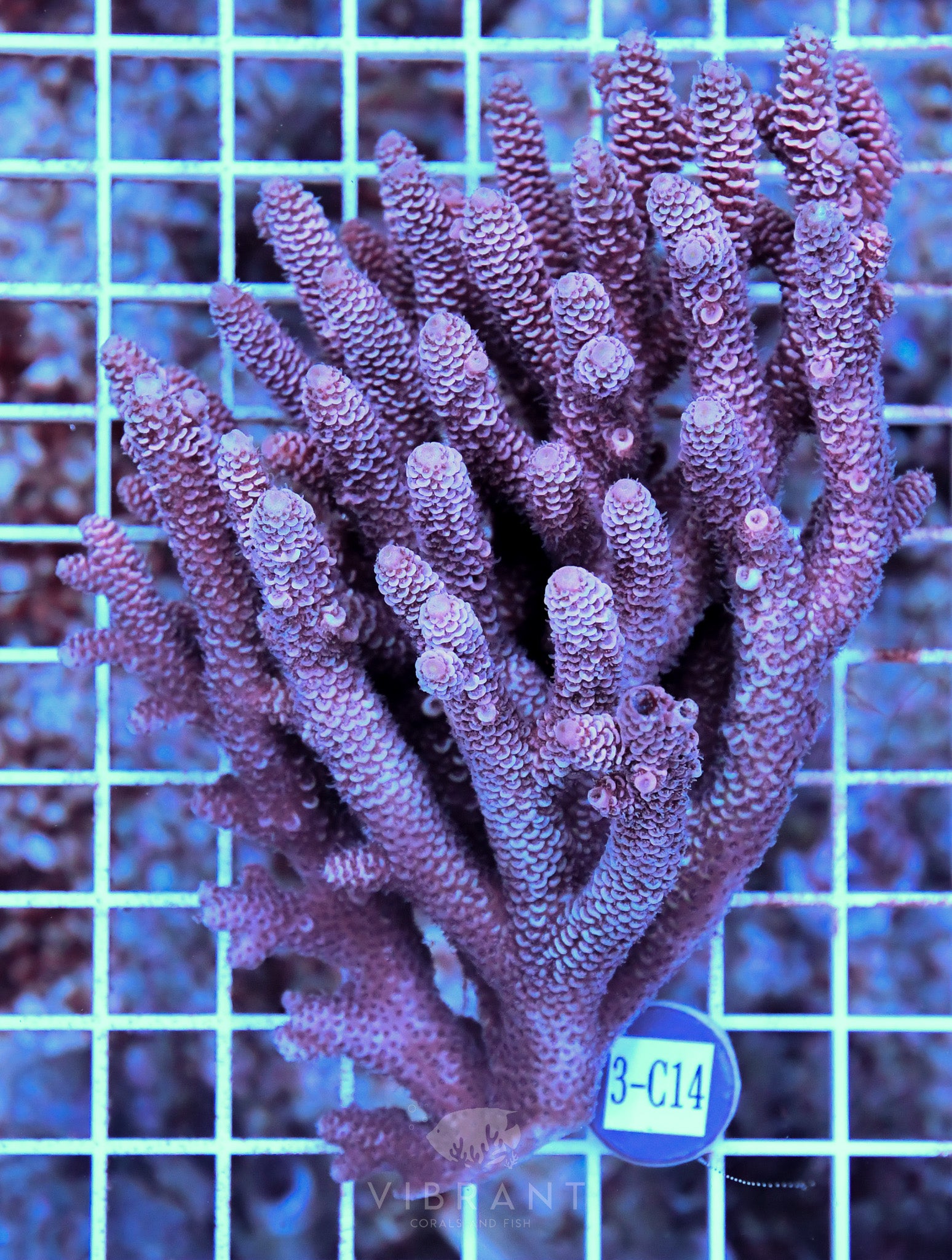 Acro Ultra SOL