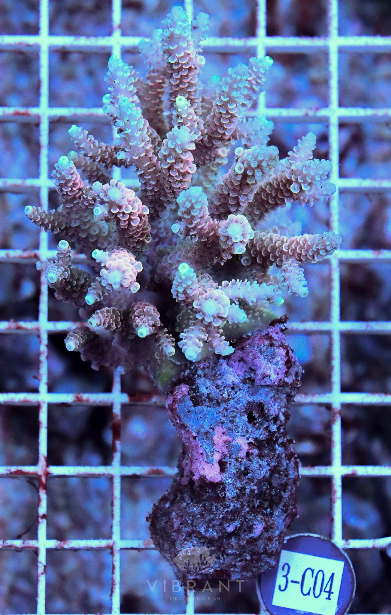 Acro Ultra SOL