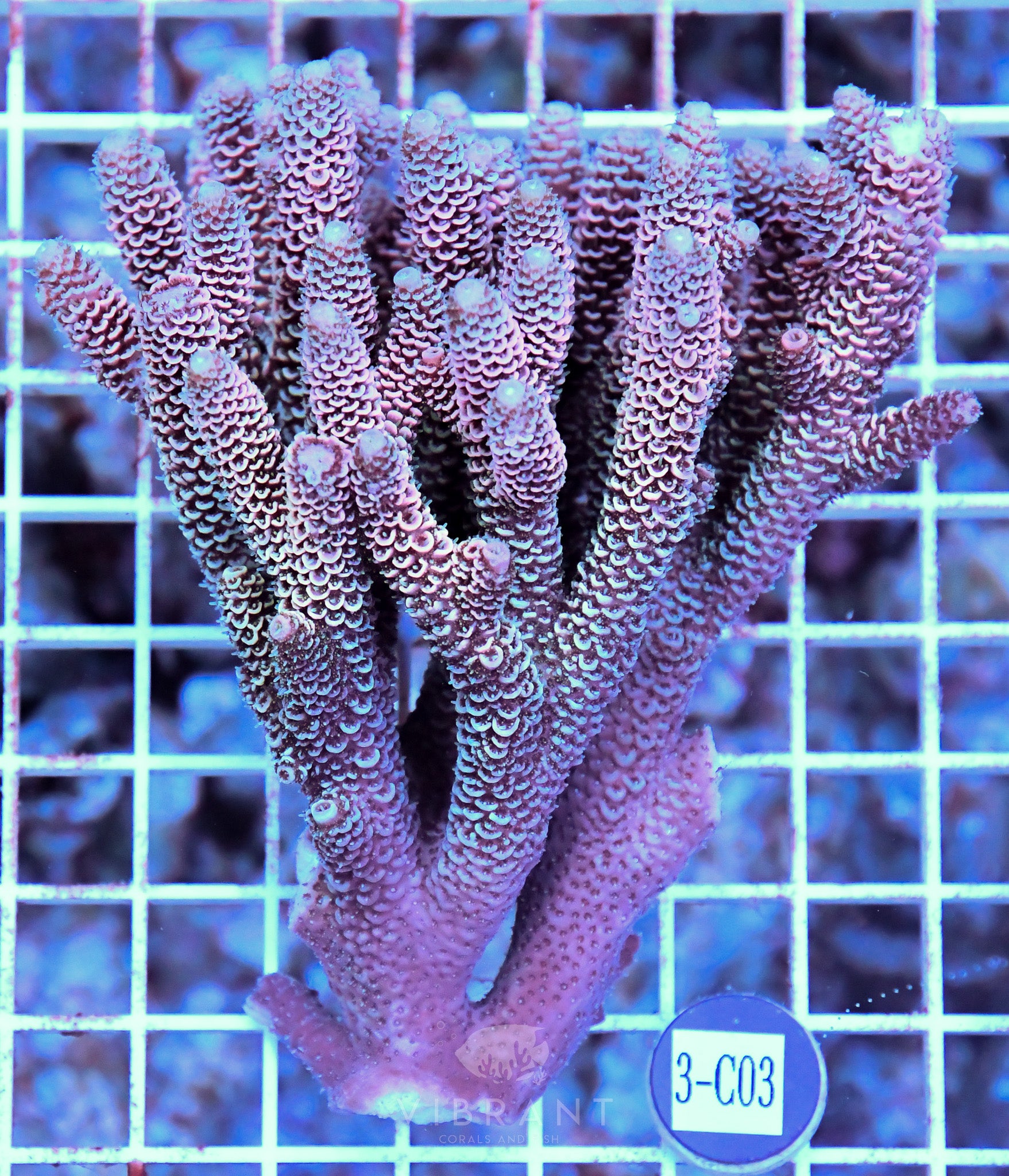 Acro Ultra SOL