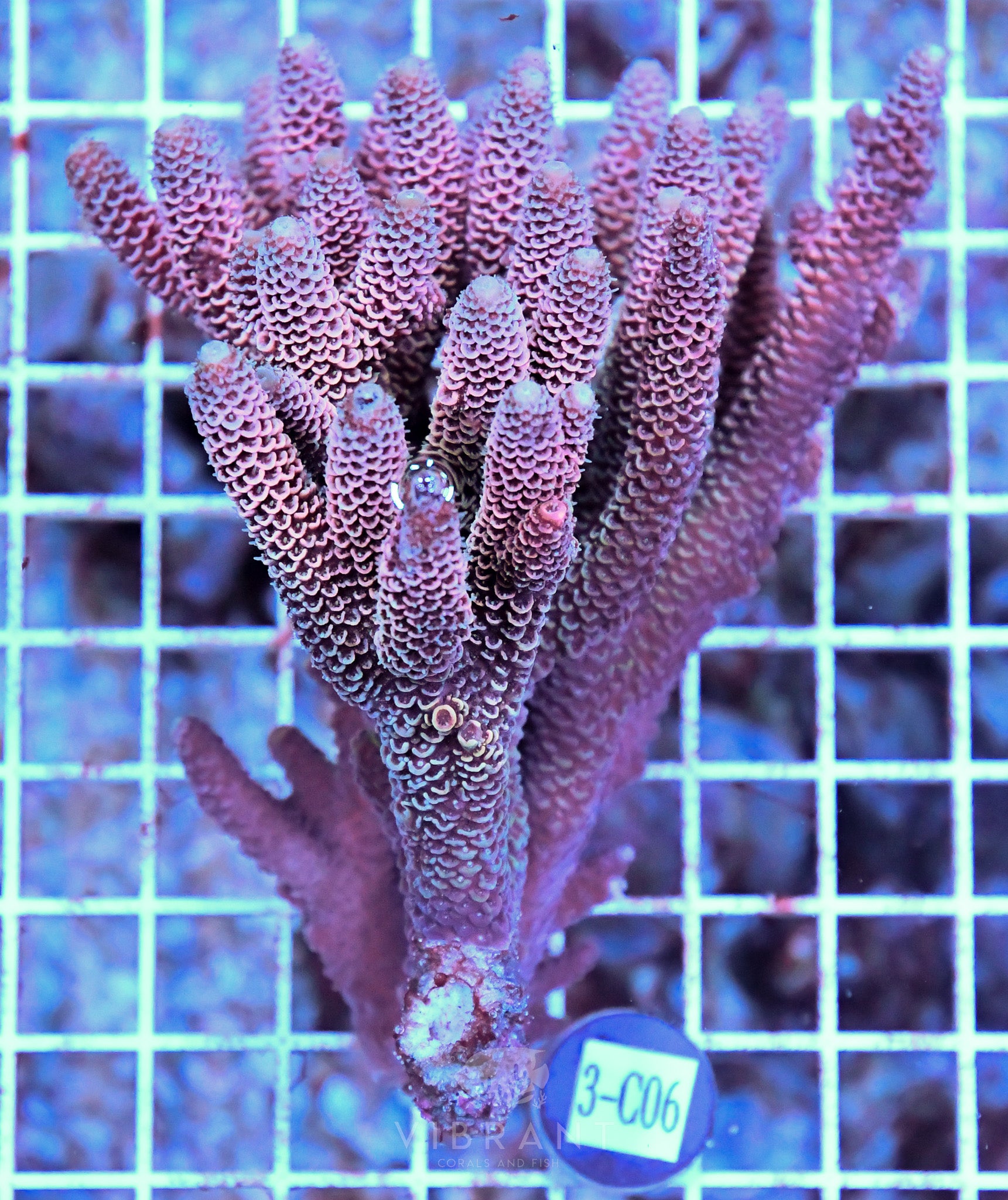 Acro Ultra SOL