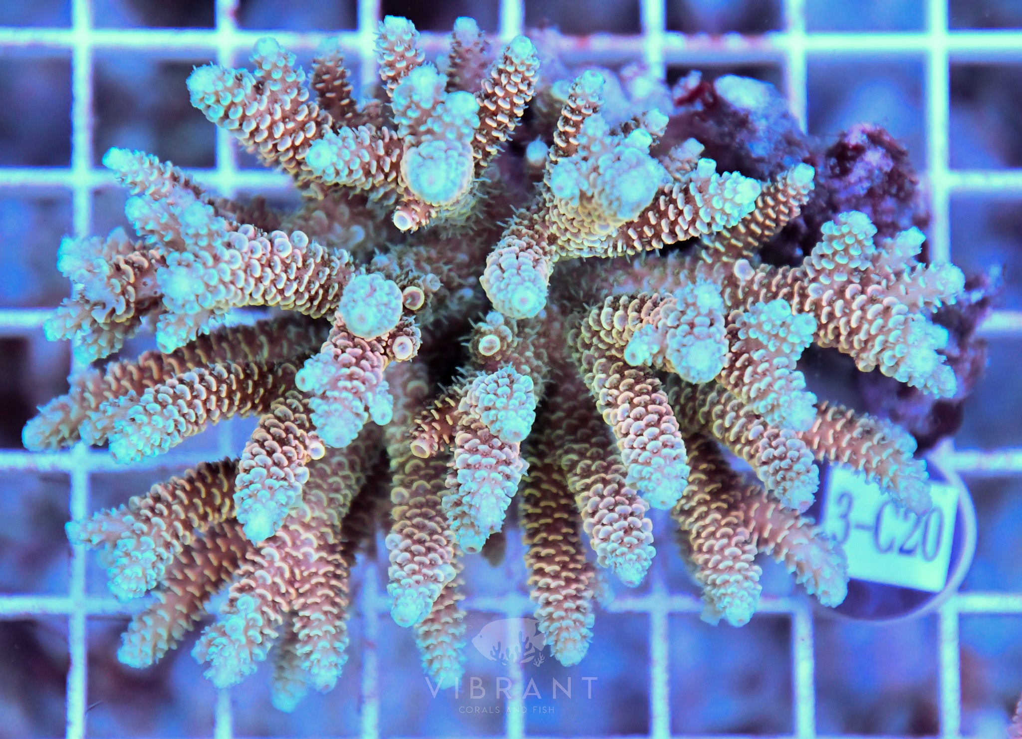 Acro Ultra SOL