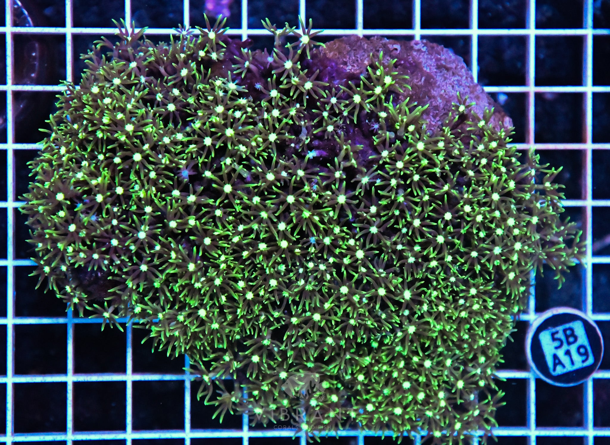 Star Polyp INDO W