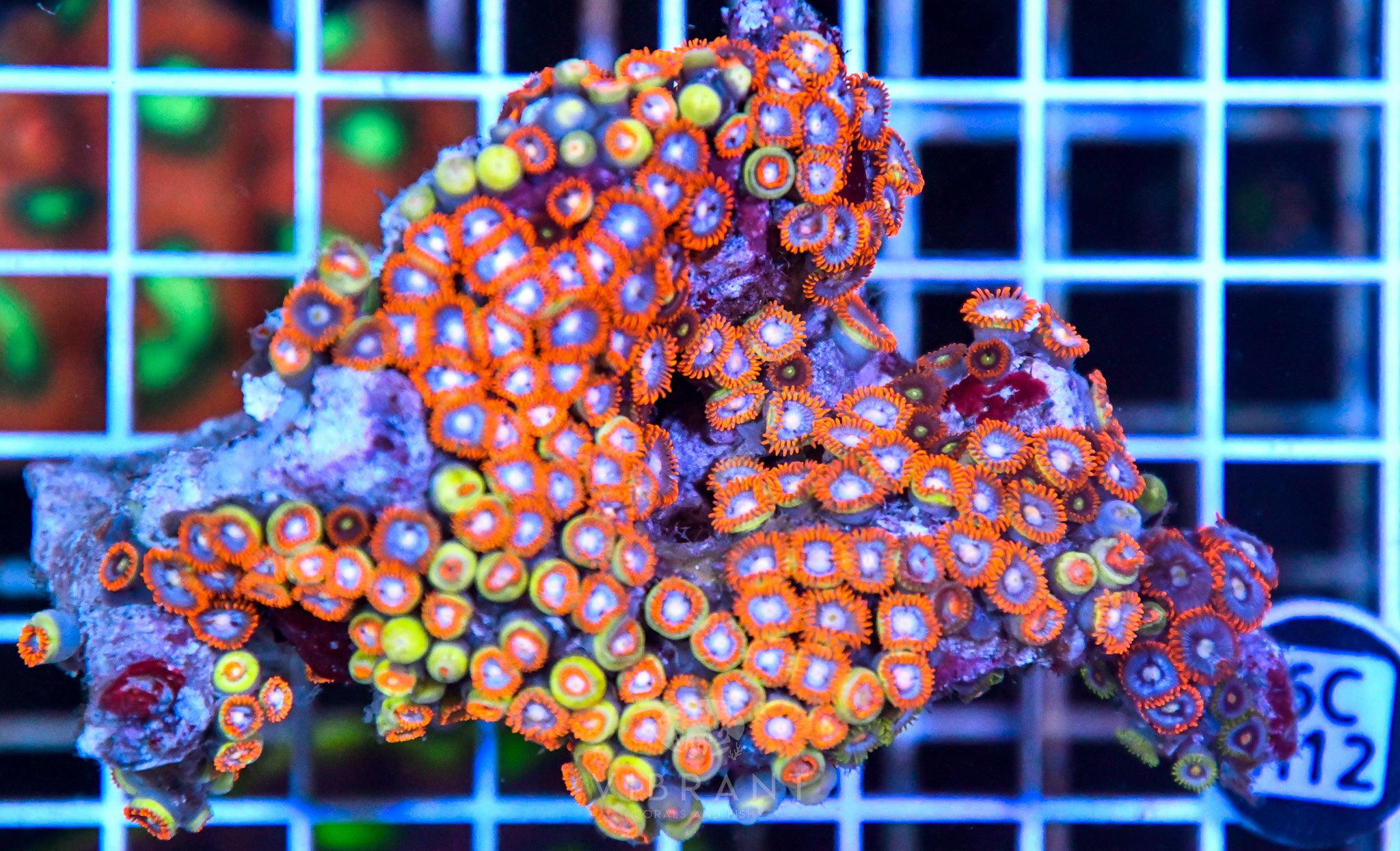 Zoa Ultra SOL