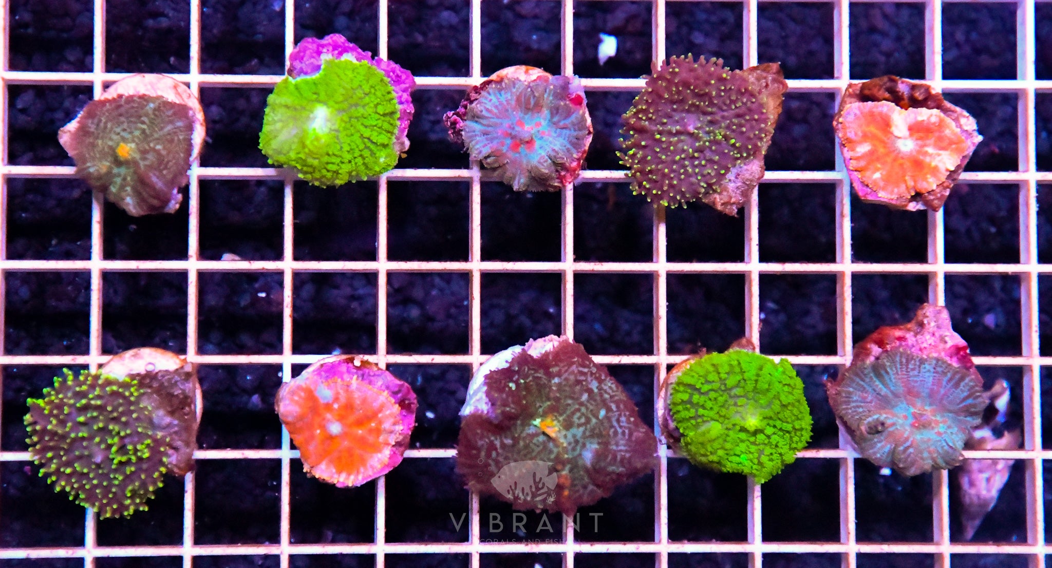 Frag Mushroom 10pp Pack SAMPLE