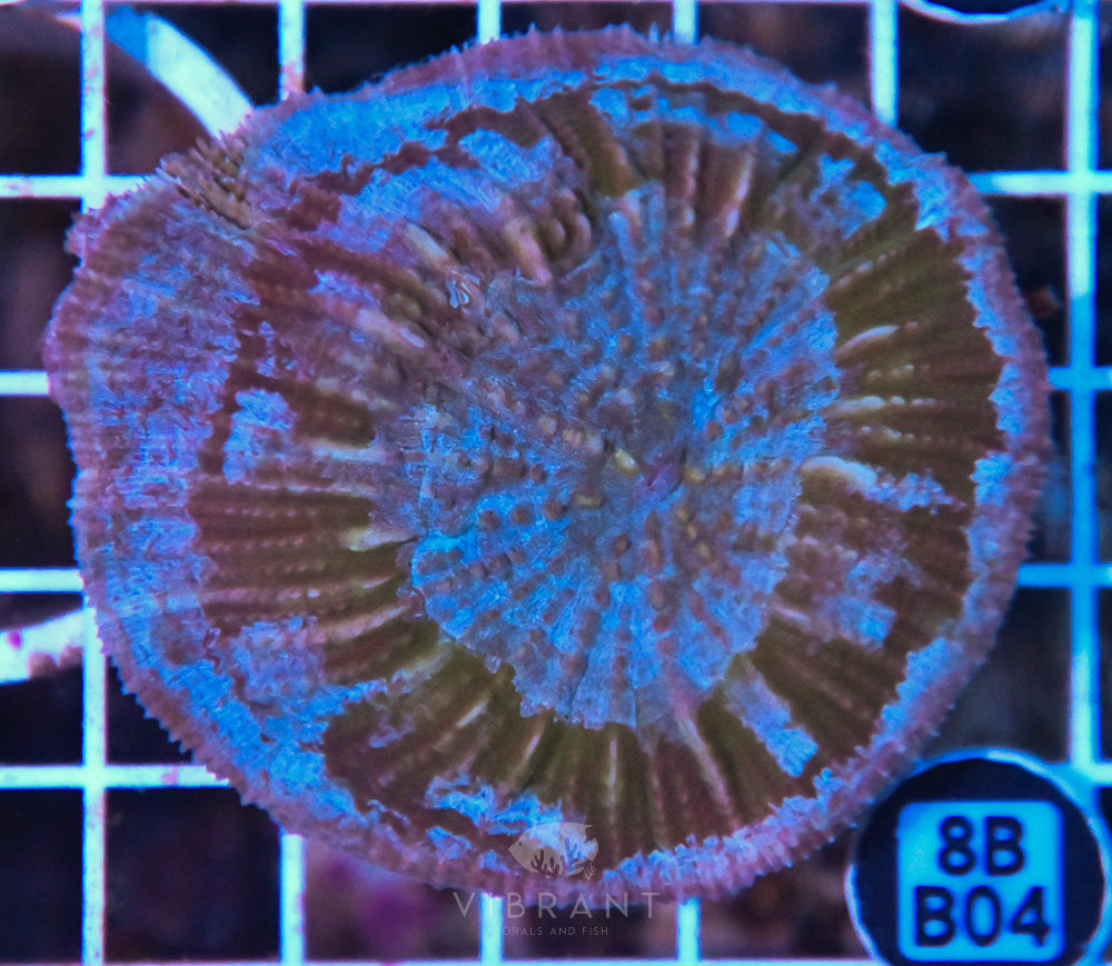 Scoly Vitensis Ultra SOL