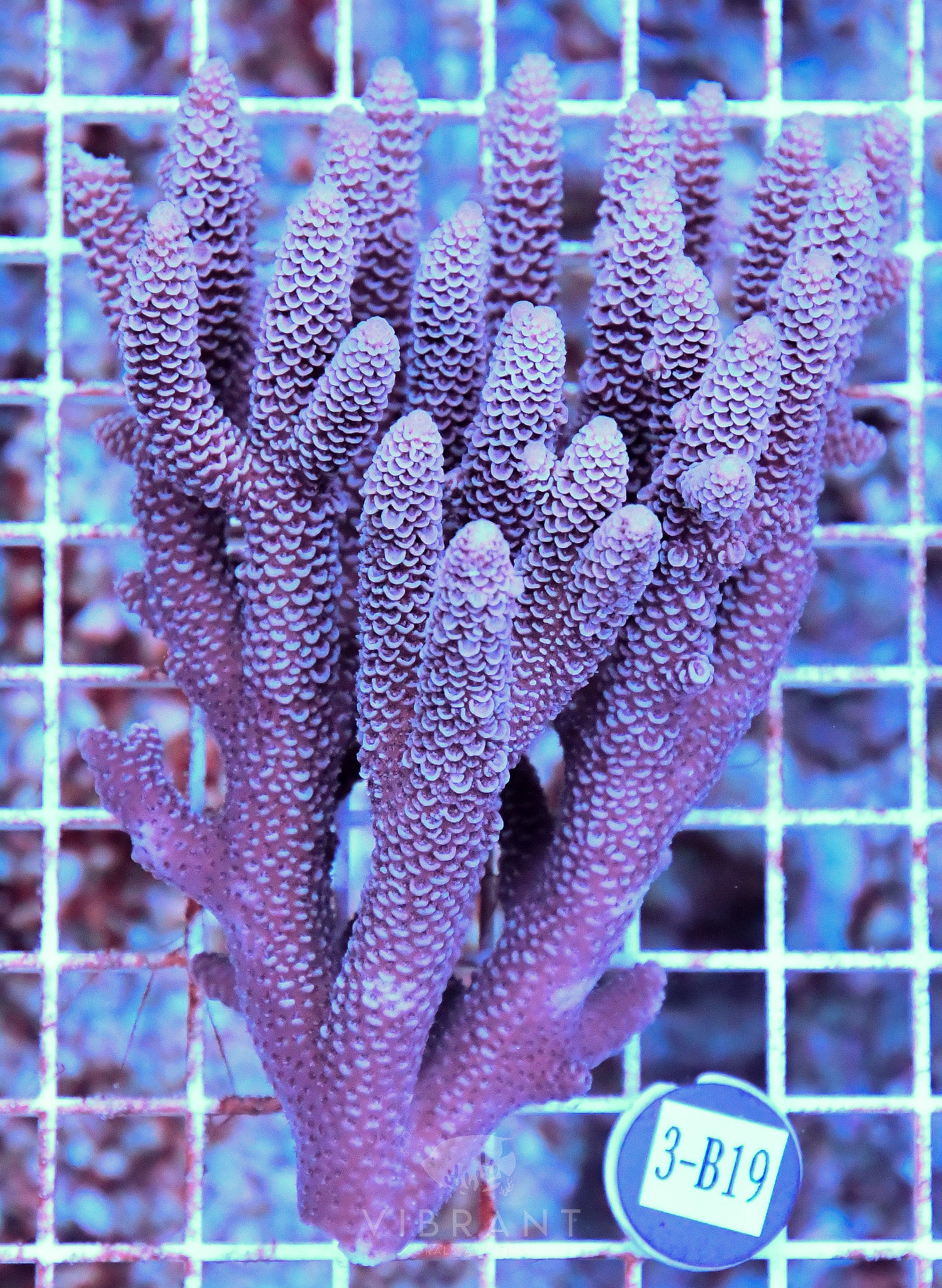 Acro Ultra SOL