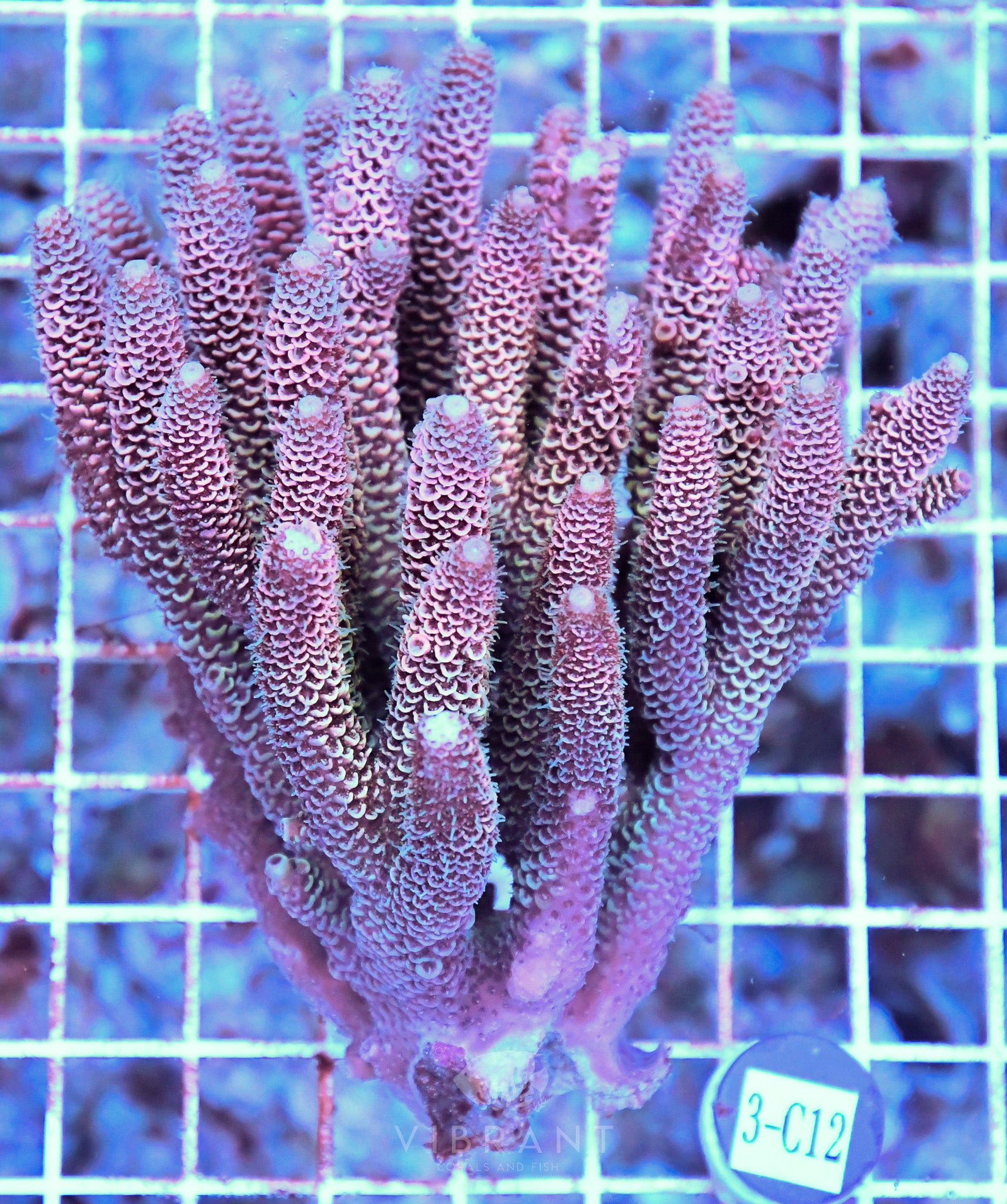 Acro Ultra SOL