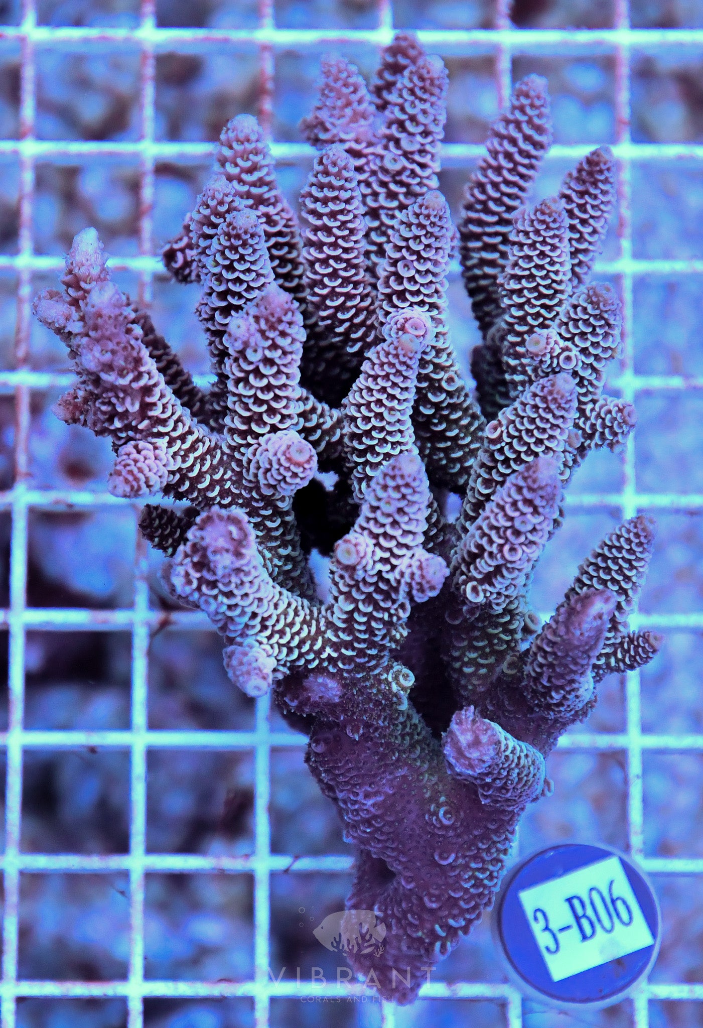 Acro Ultra SOL