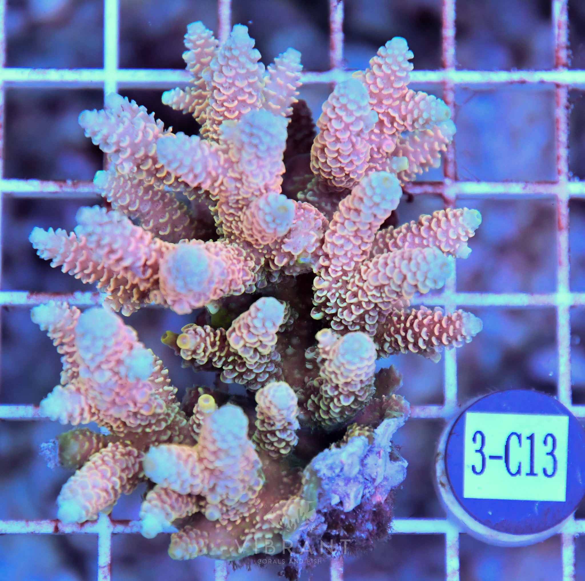 Acro Ultra SOL