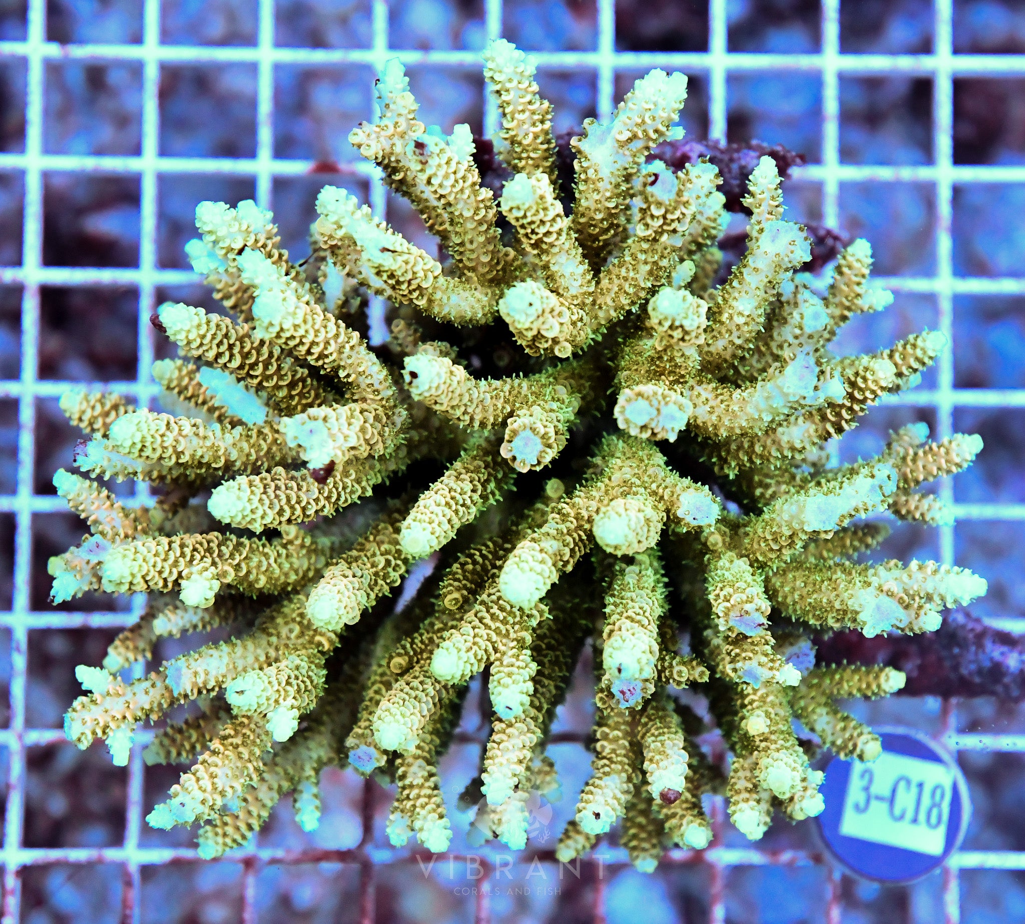 Acro Ultra SOL