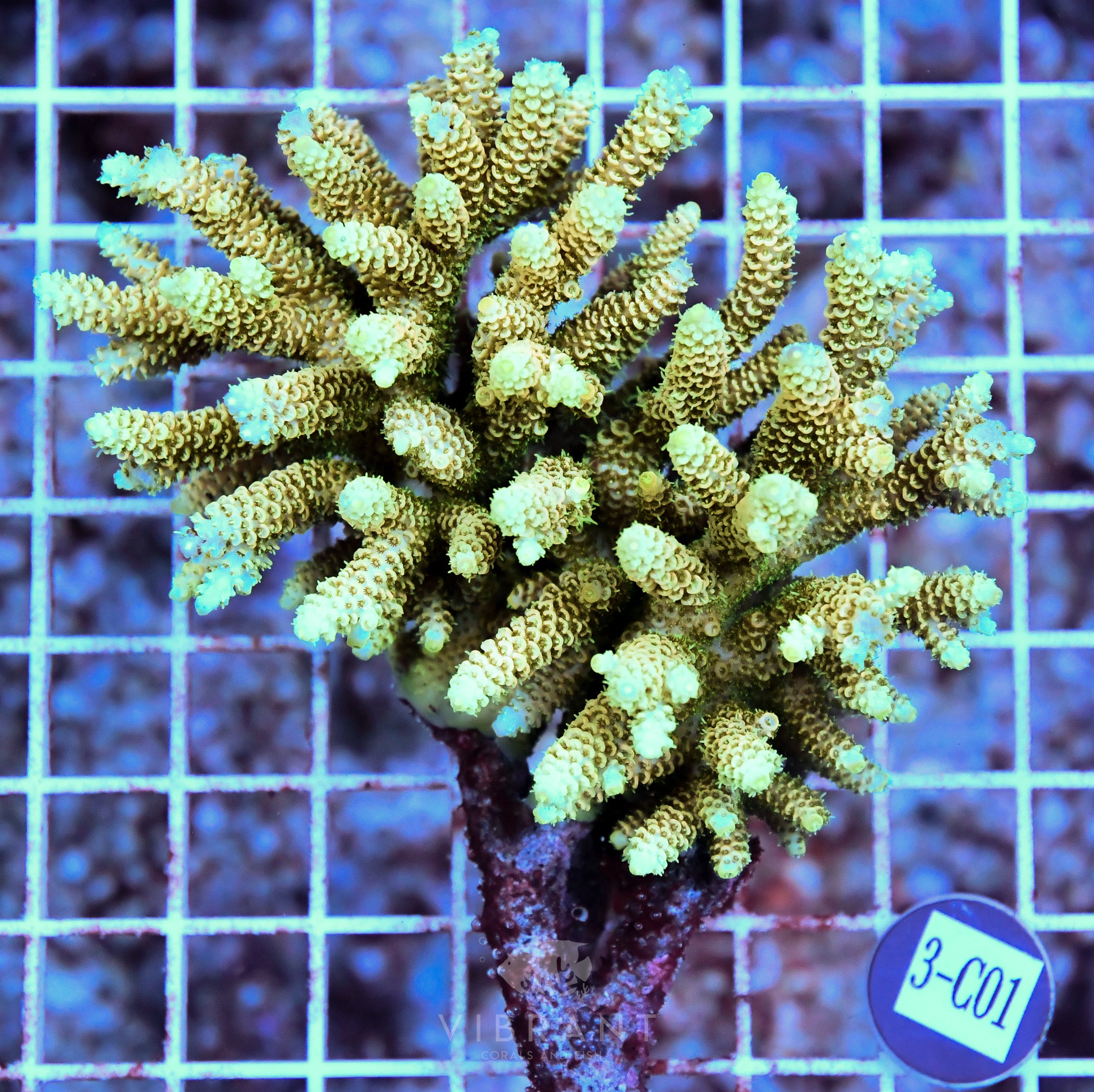 Acro Ultra SOL