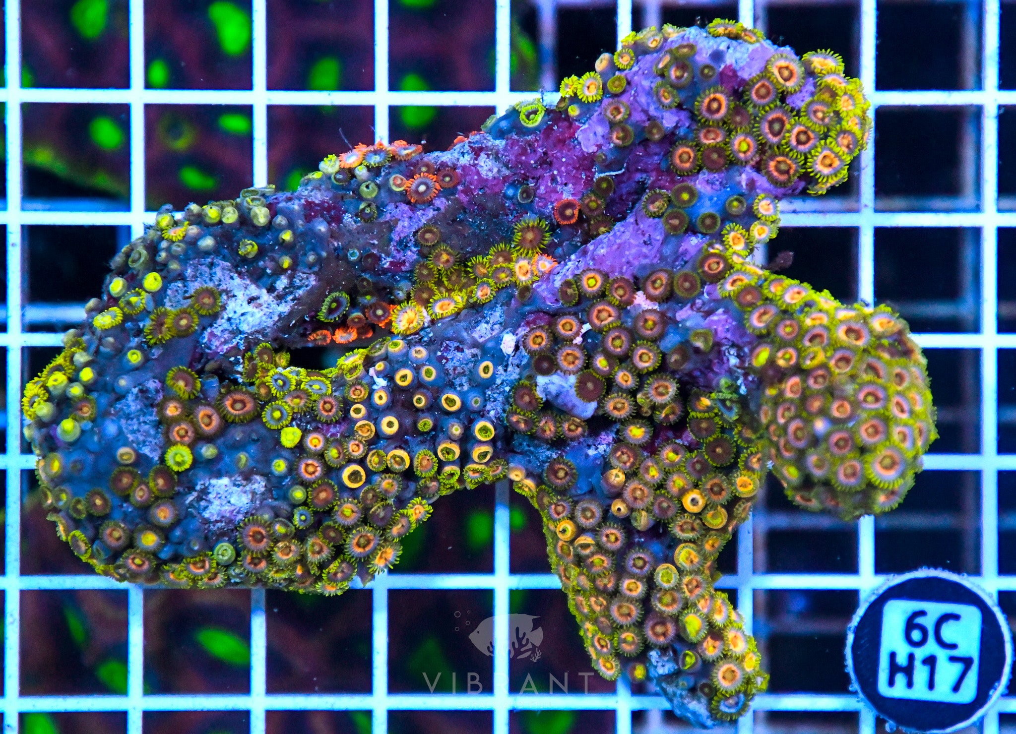 Zoa Ultra SOL