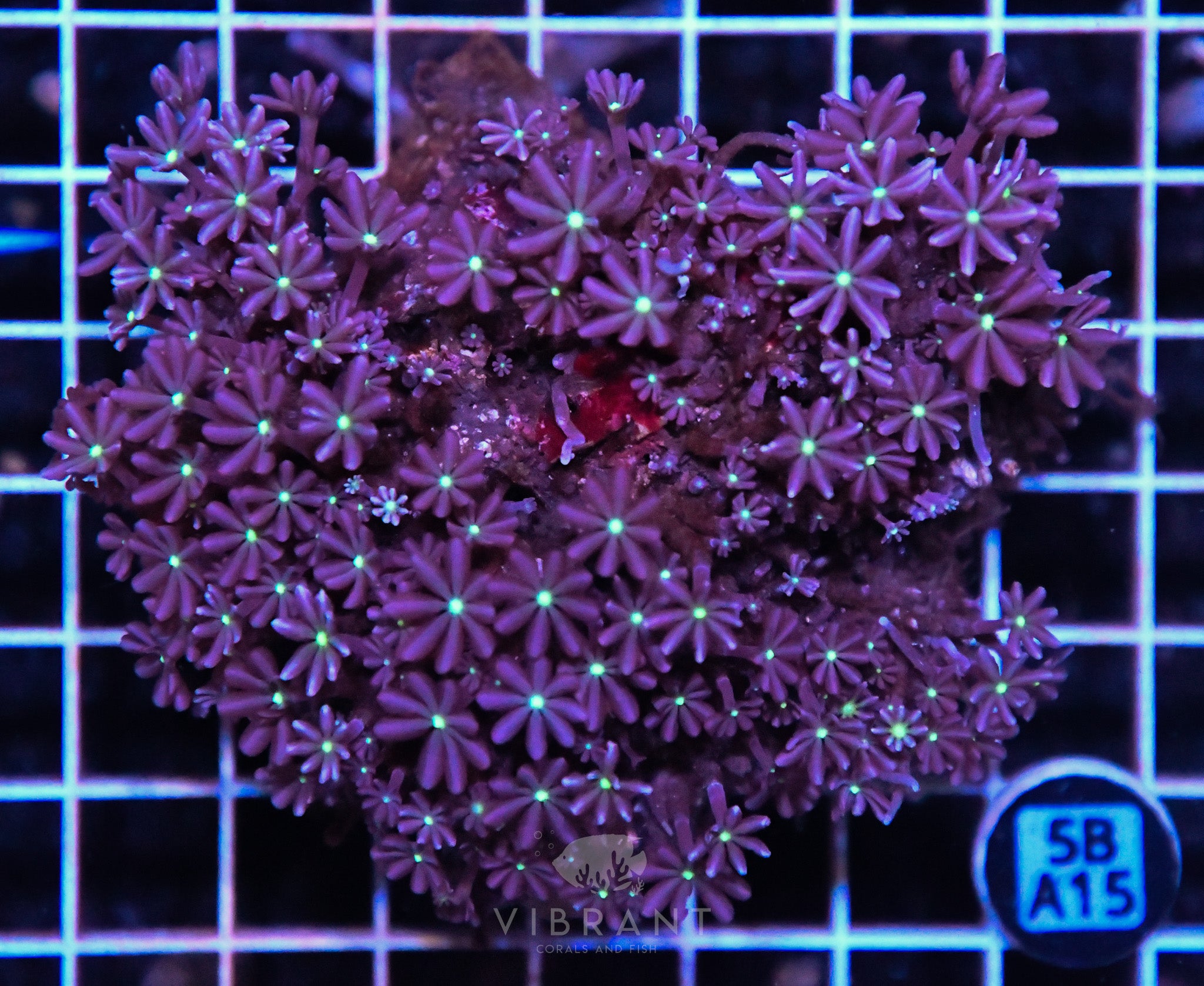 Jasmine Polyp INDO