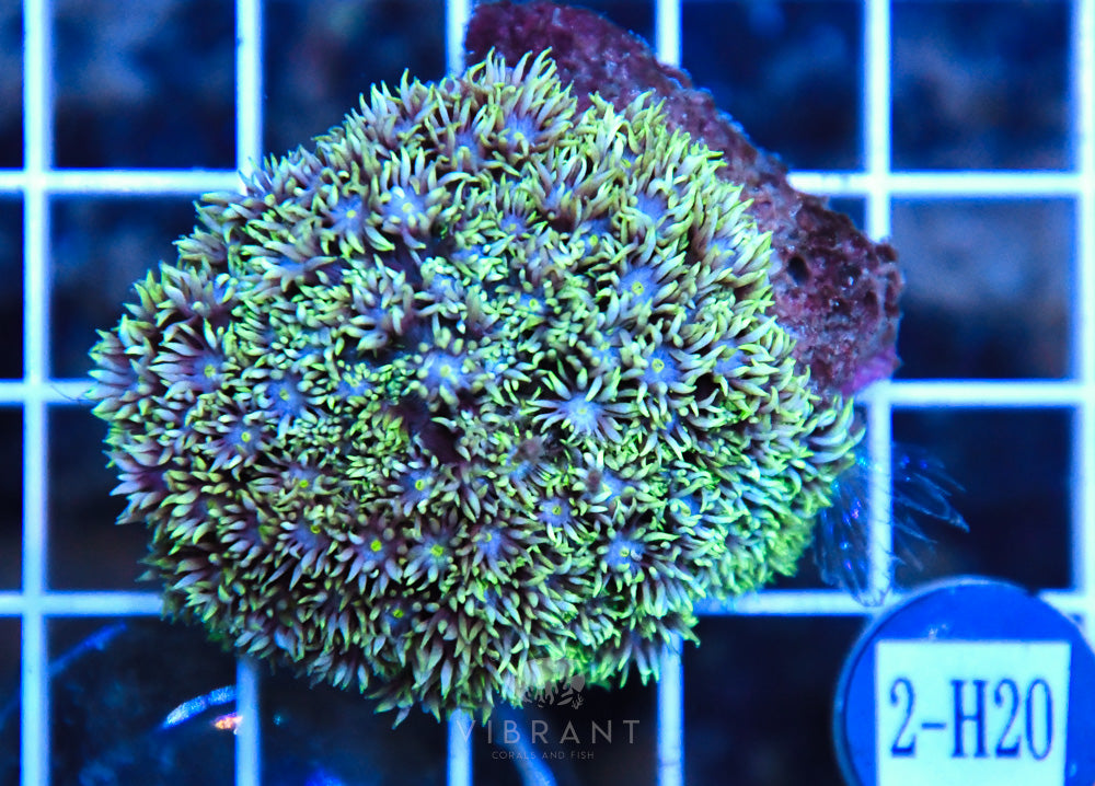 Goniopora AUS
