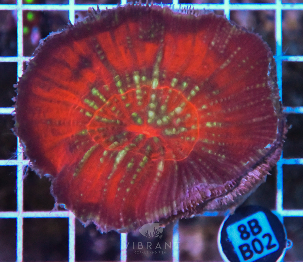 Scoly Vitensis Ultra SOL