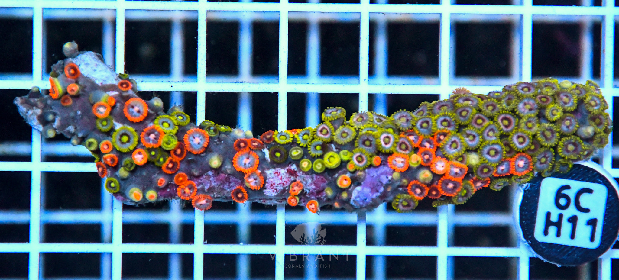Zoa Ultra SOL
