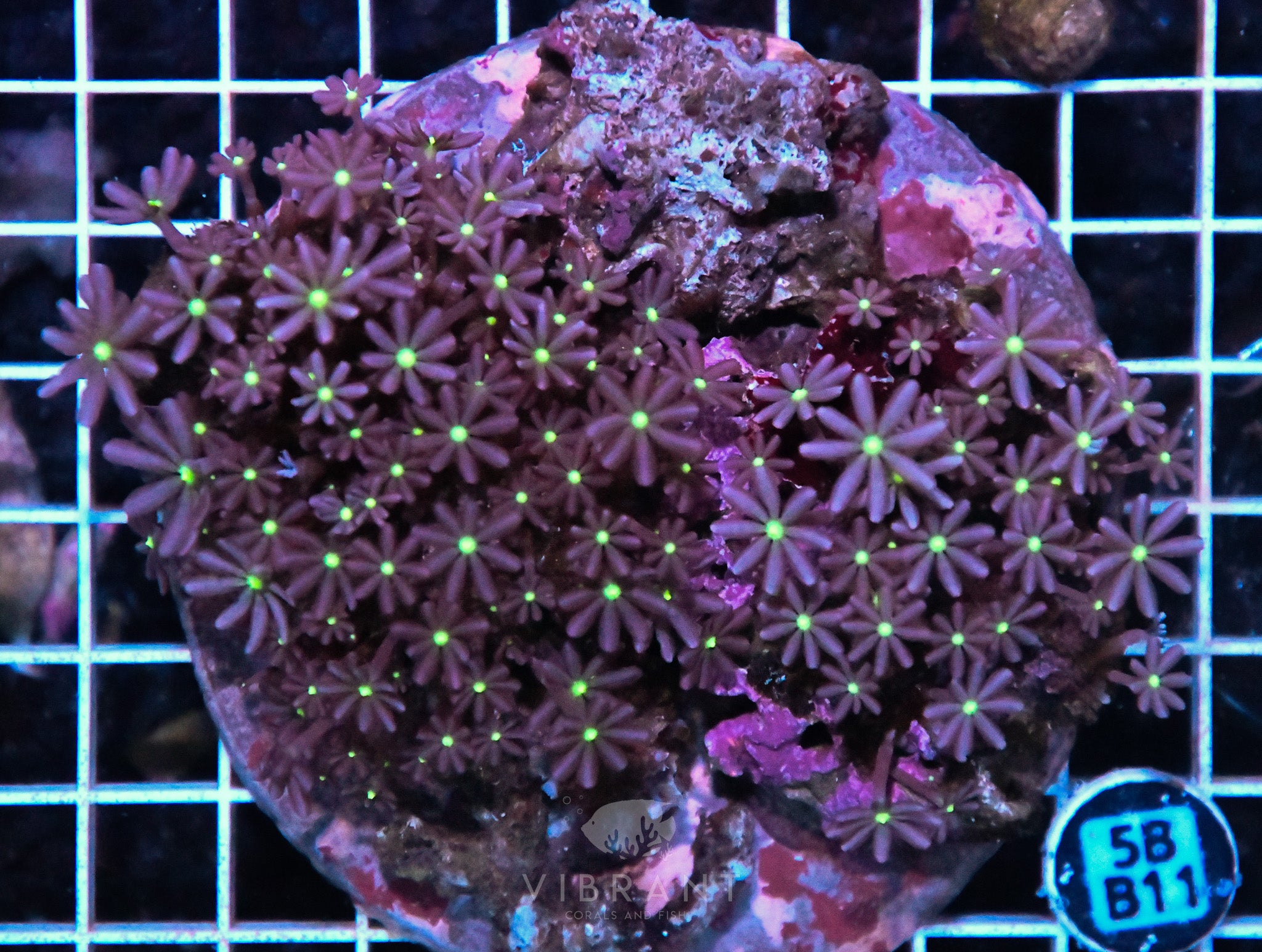 Jasmine Polyp INDO