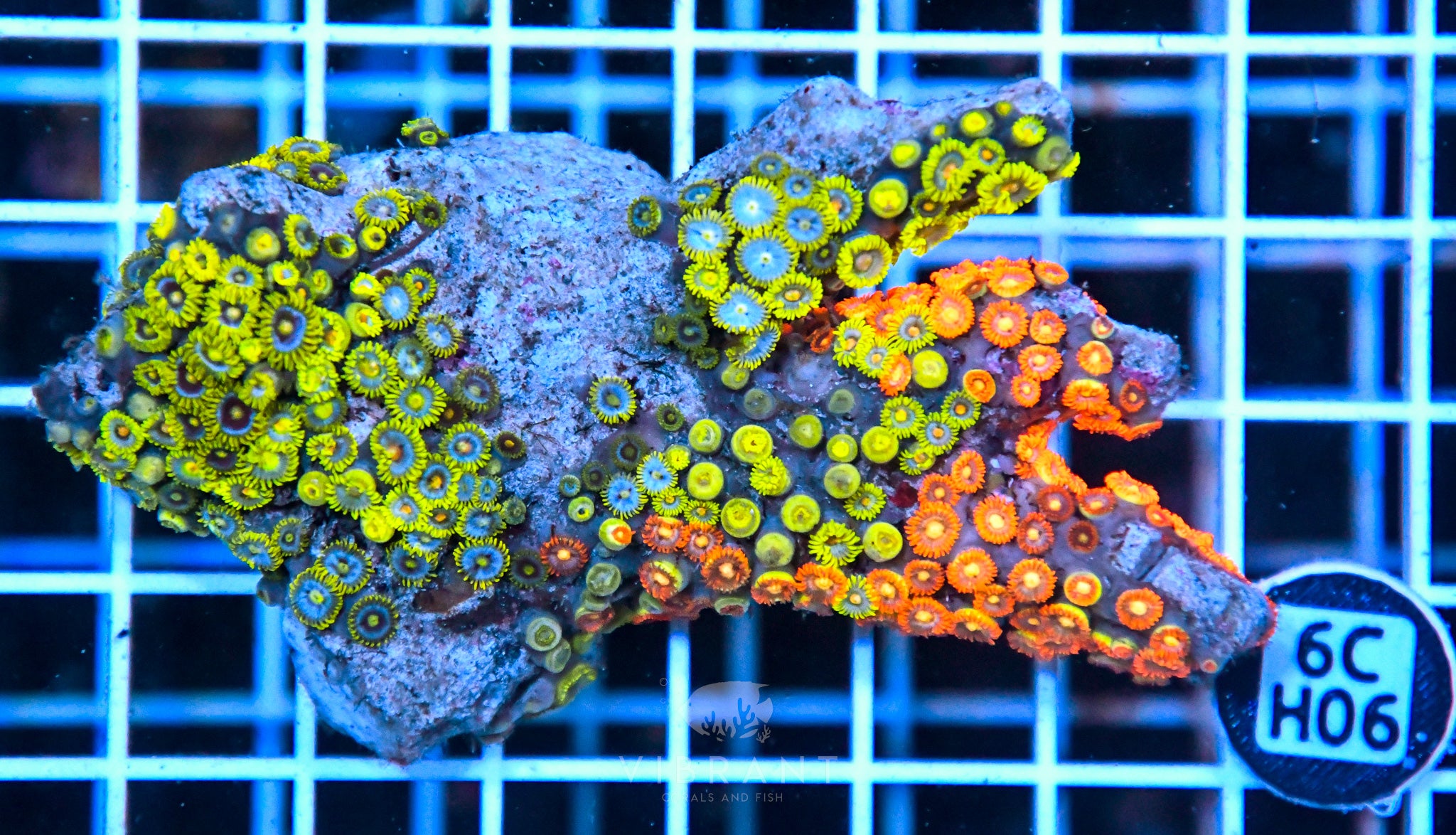 Zoa Ultra SOL